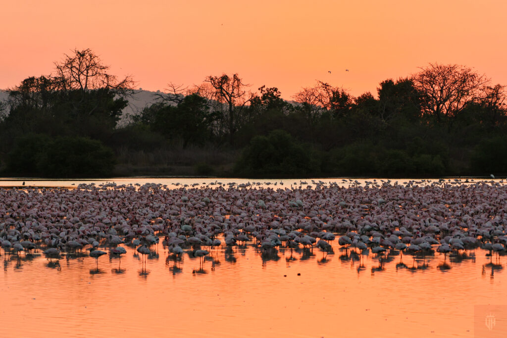 Vidyasagar Hariharan Lesser Flamingos at Sunset