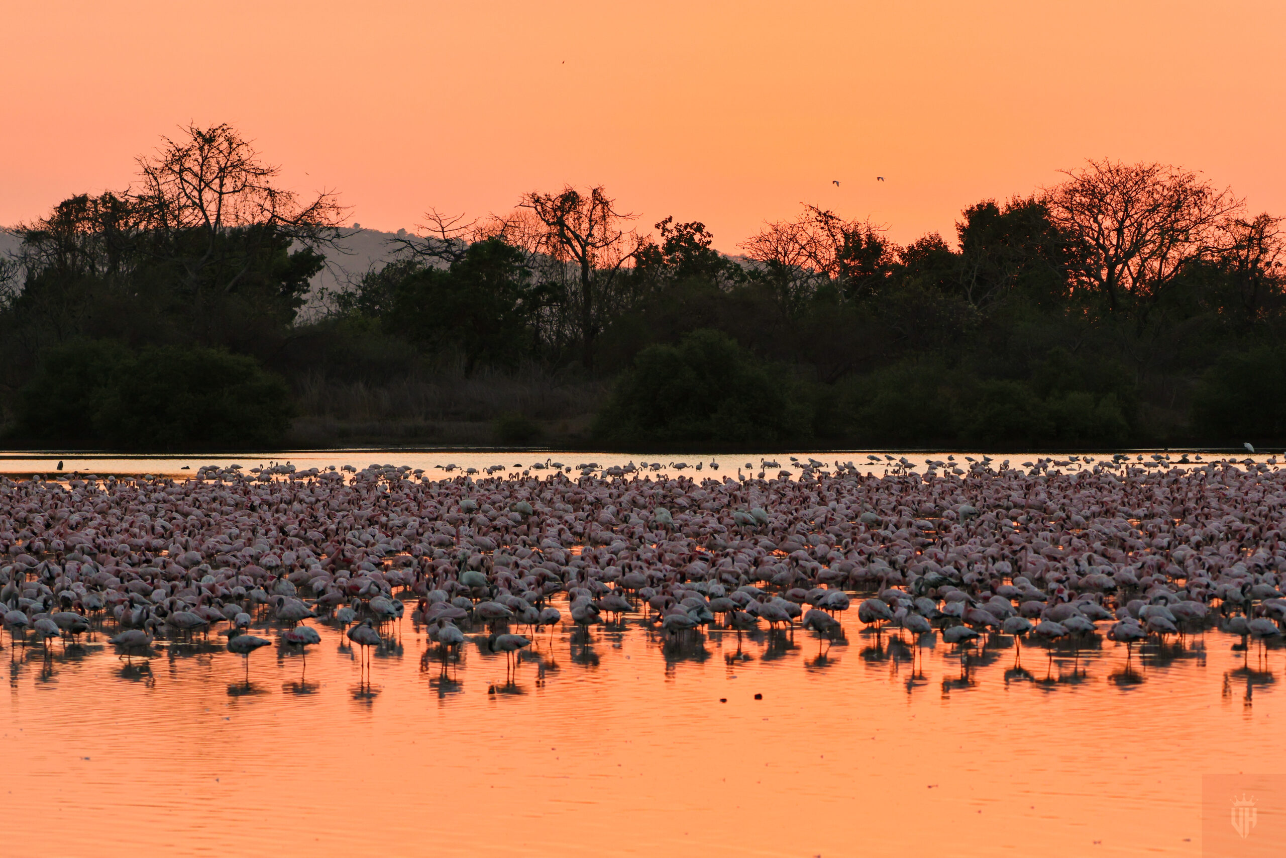 Vidyasagar Hariharan Lesser Flamingos at Sunset