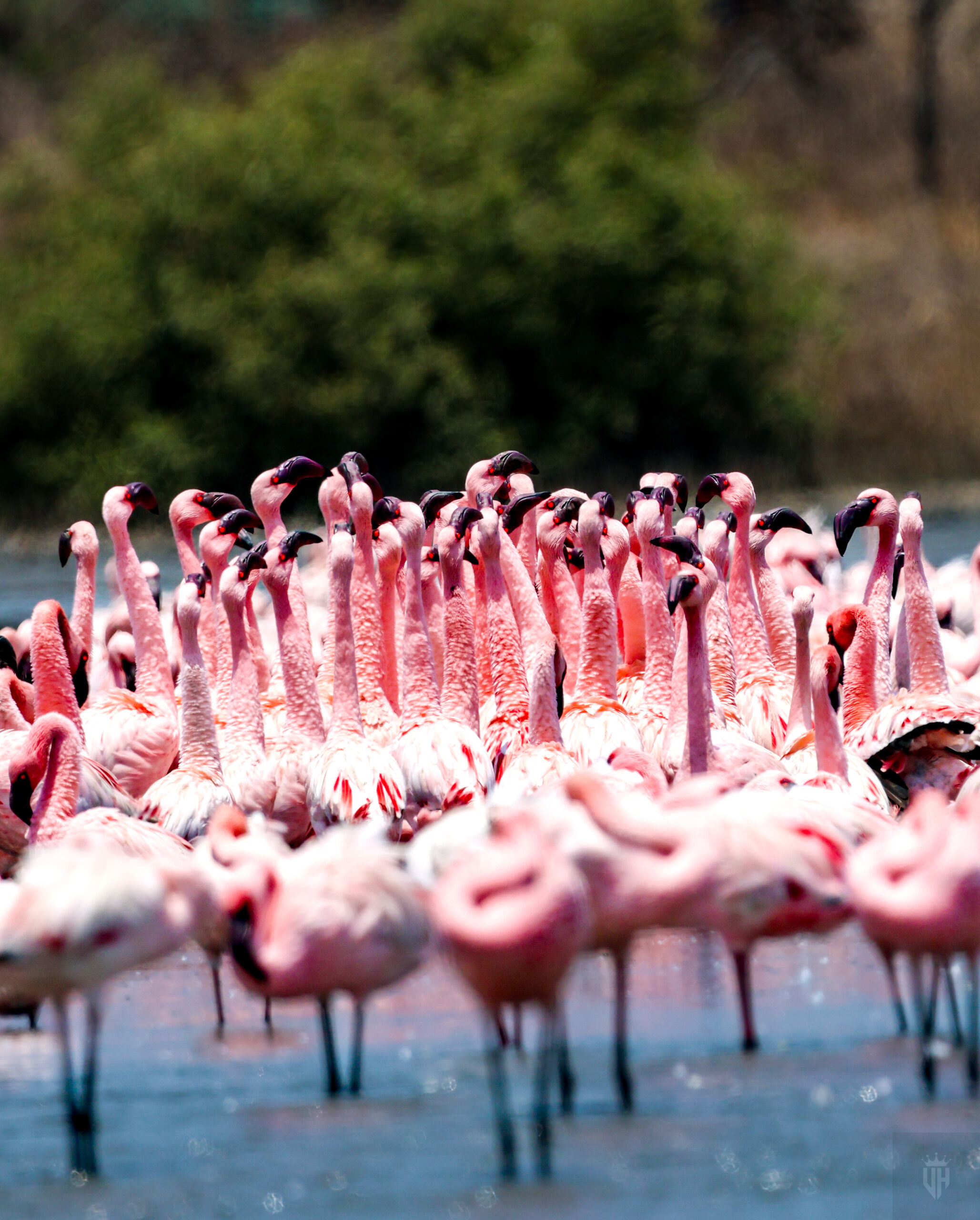 Photo by Vidyasagar Hariharan