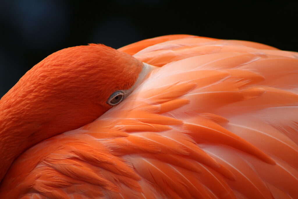 Caribbean Andy Kemerer