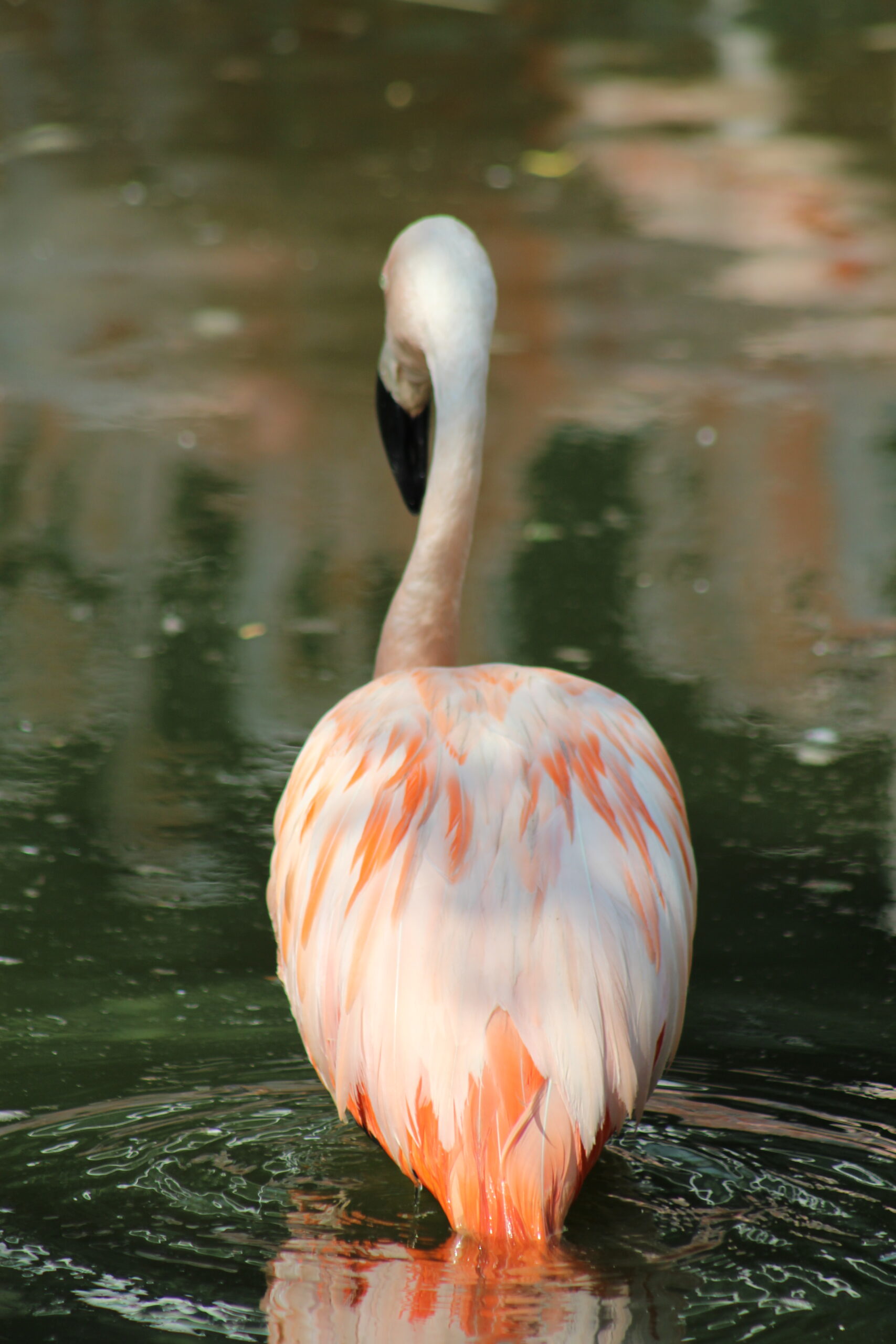 Chilean Flamingo Kaylee Baldwin Blank Park