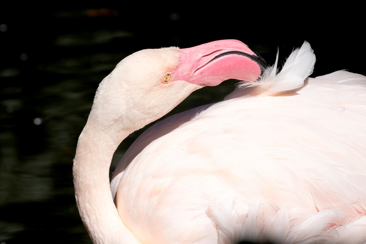 Greater-Lou-Alexander-Sedgwick-County-Zoo