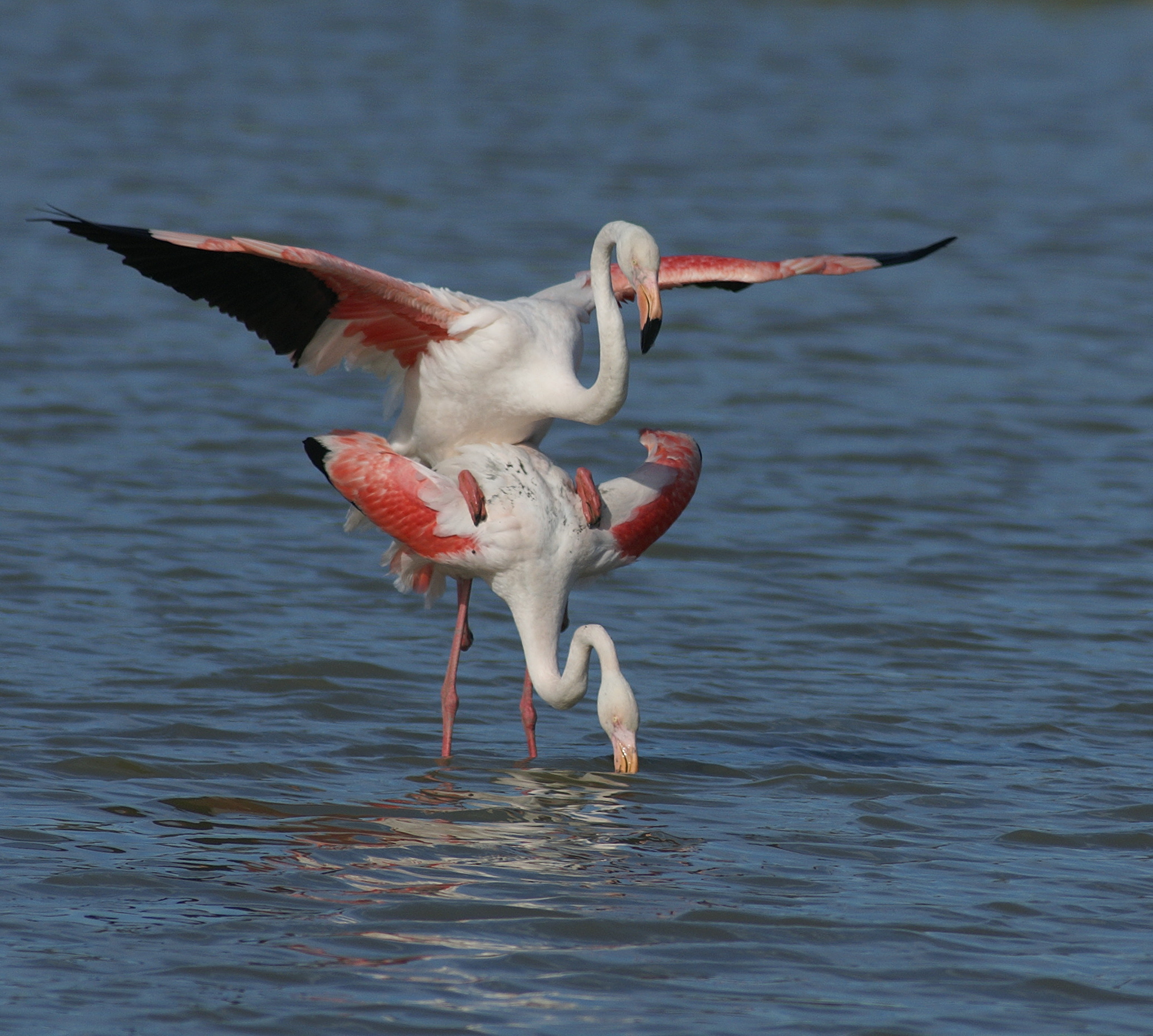 Greaters mating Benjamin Vollot Shot from S France