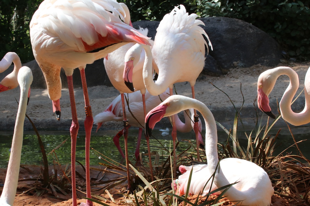 Greaters at FWZoo Anissa Camp