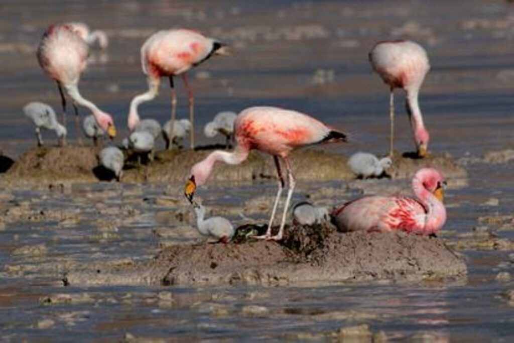Andean Flamingo News