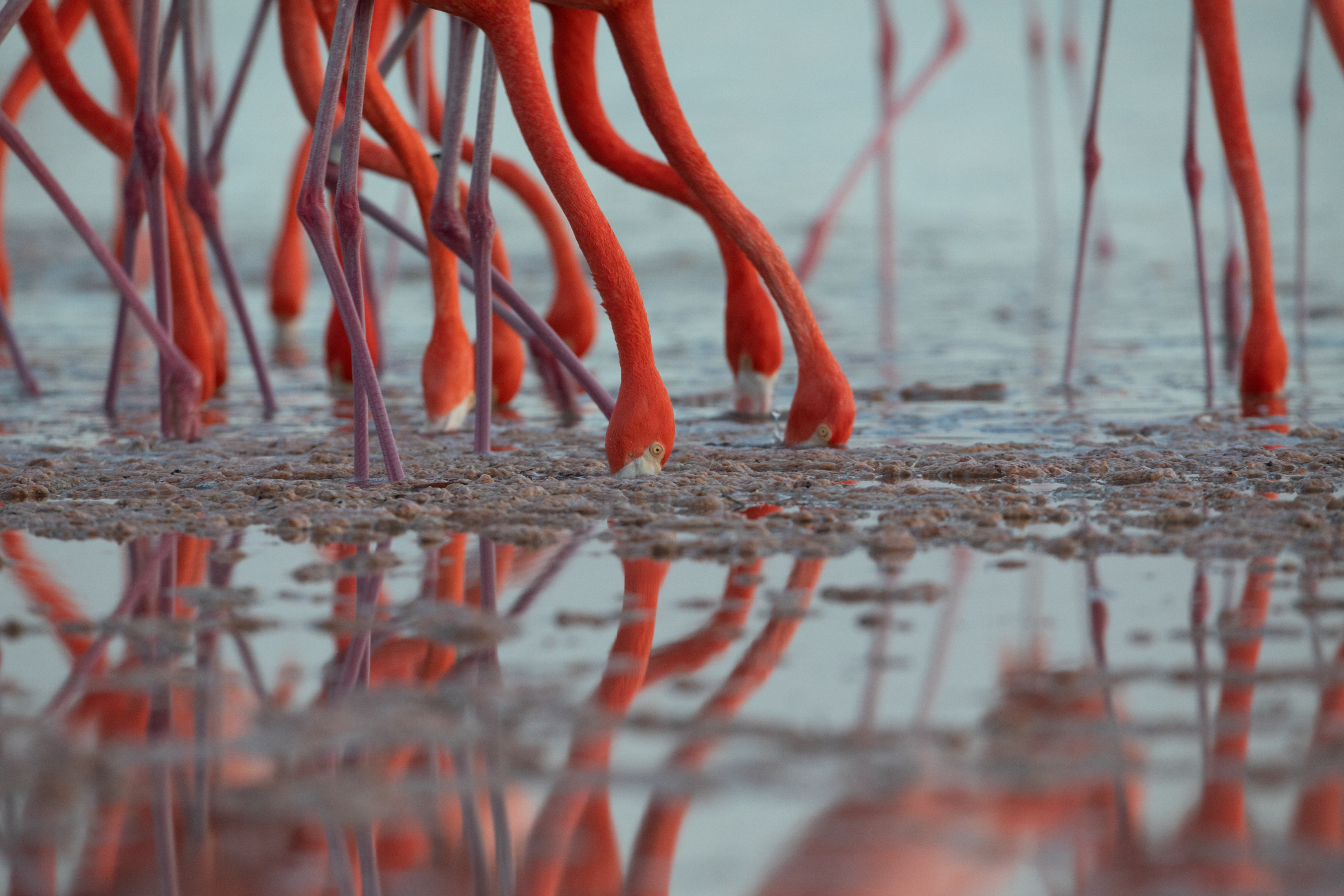 Caribbean Flamingos feeding by Alexander Dzib