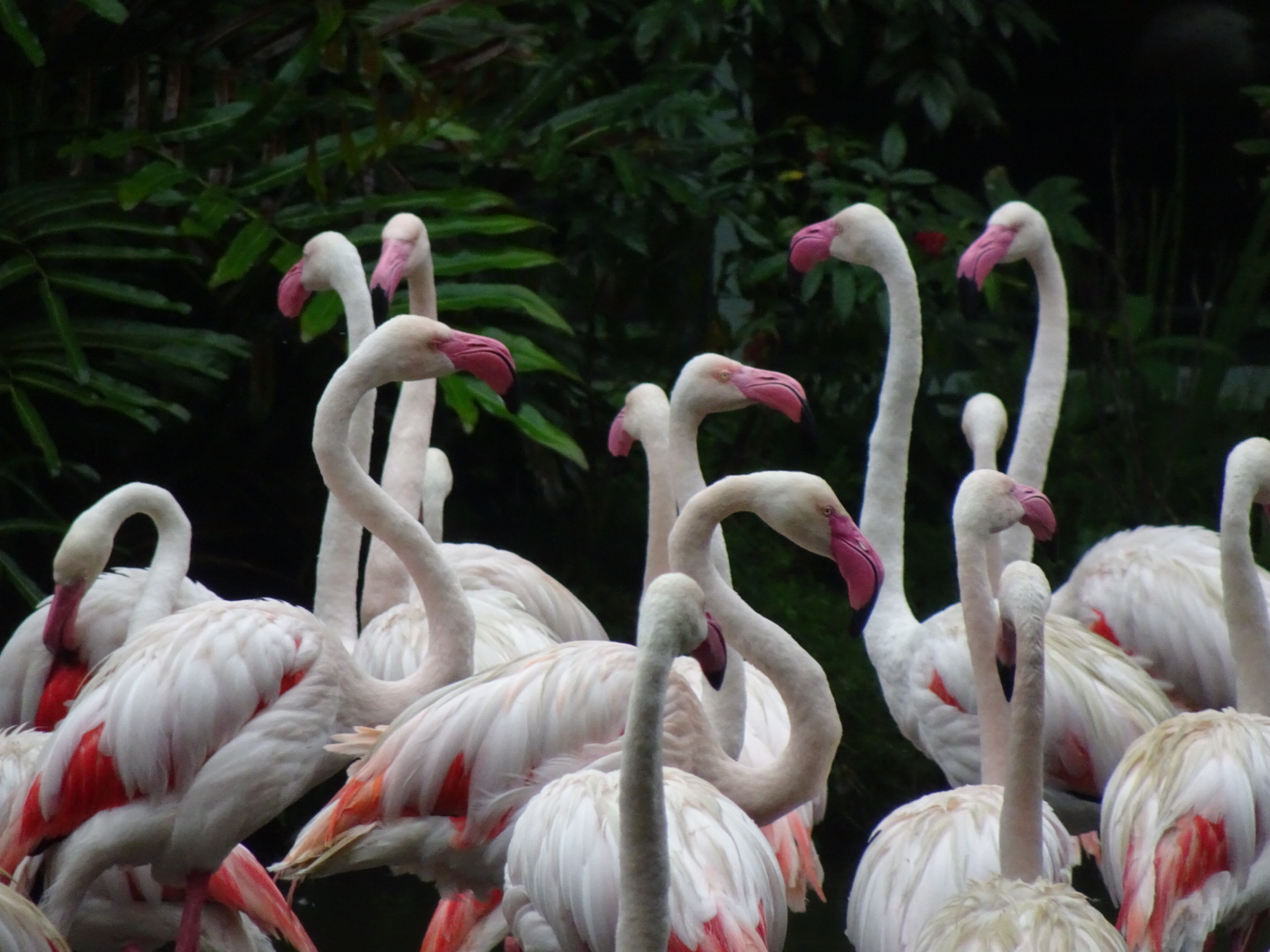 Greater Flamingos Scott Oxton