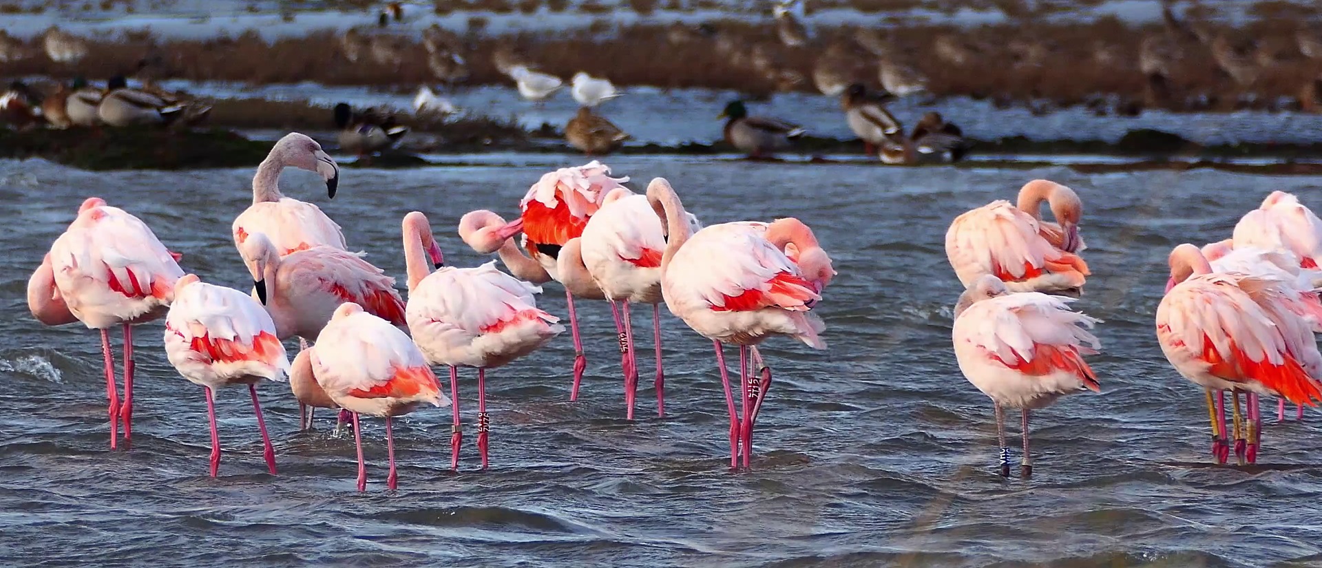 Greaters in Netherlands-Germany by Ronald Faber