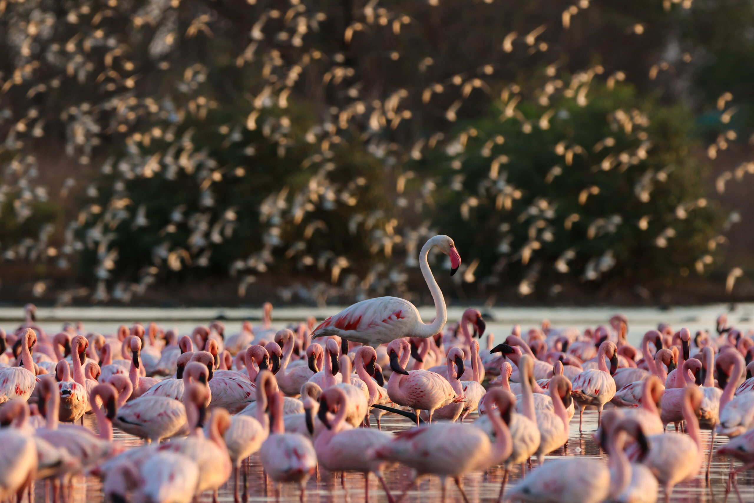 Greater among Lessers India by Vidyasagar Hariharan