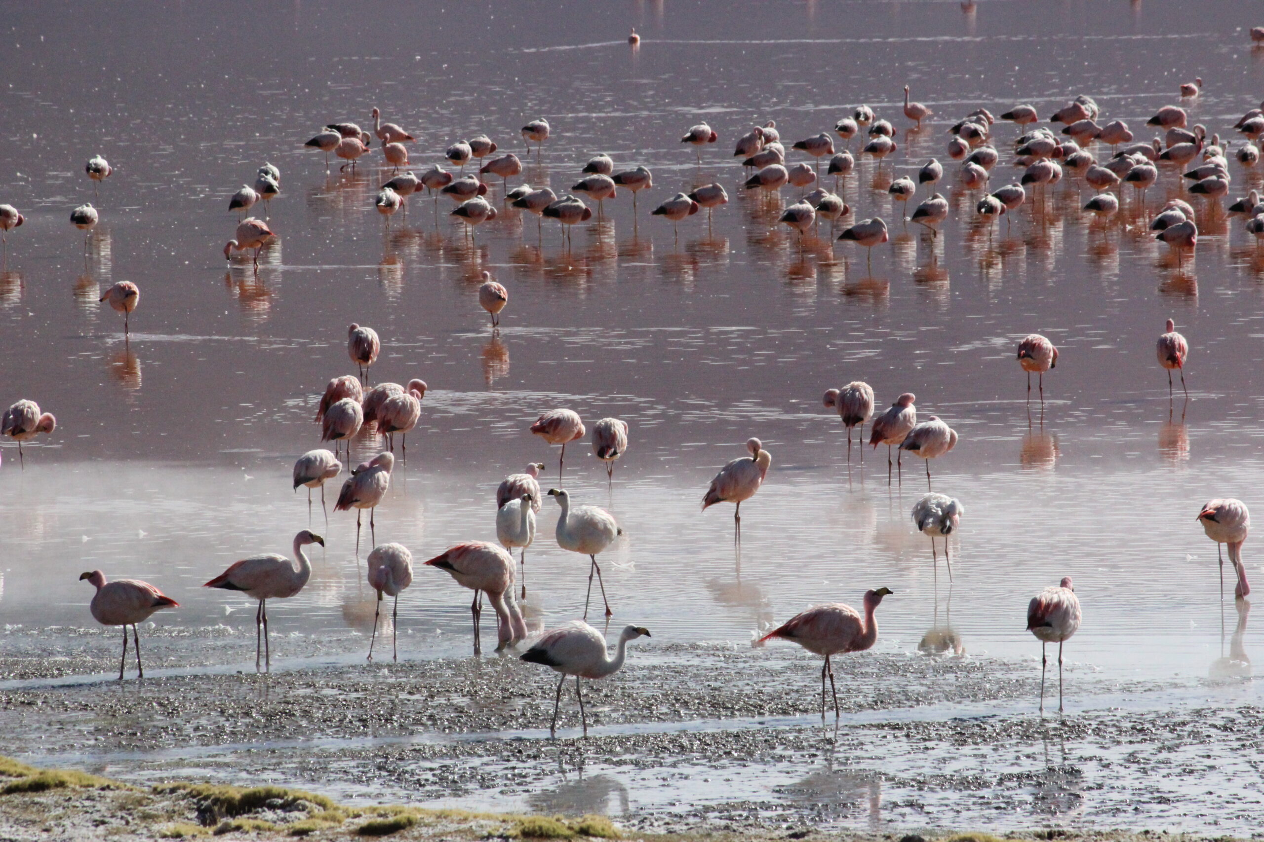 Laguna Colorada by John Griffioen