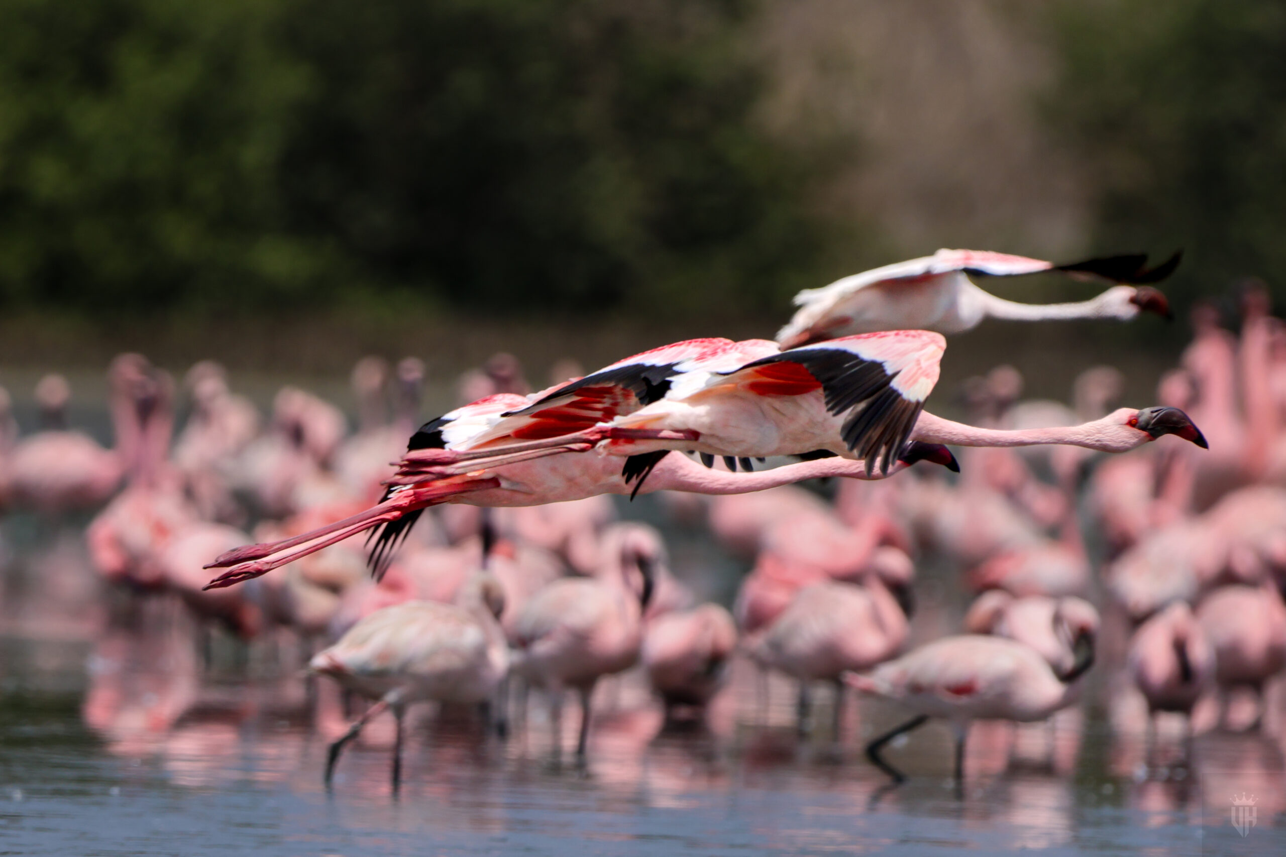 Lessers India by Vidyasagar Hariharan
