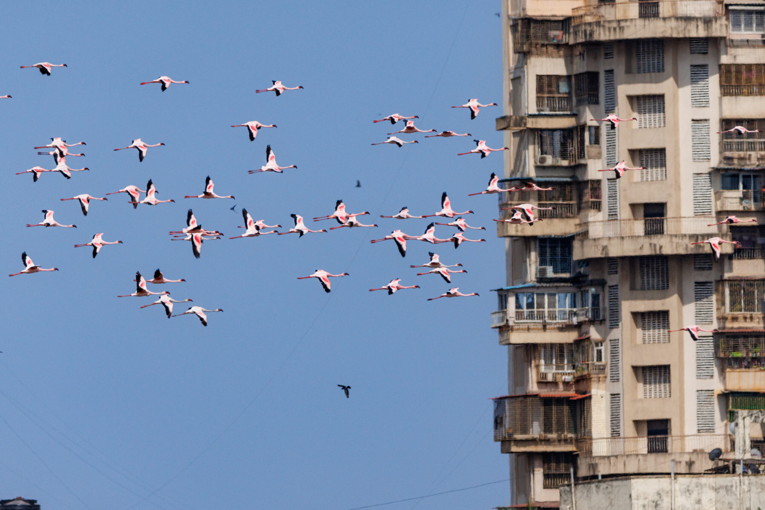 Flamingos in India Vidyasagar Hariharan