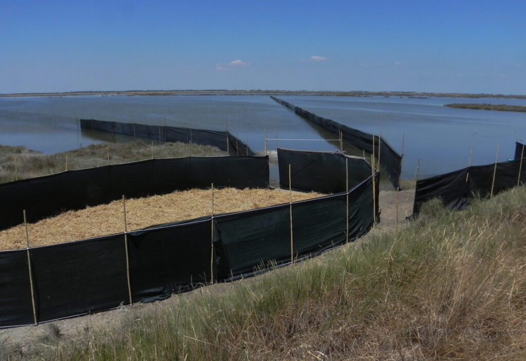 Greaters in Sicily Nicola Baccetti