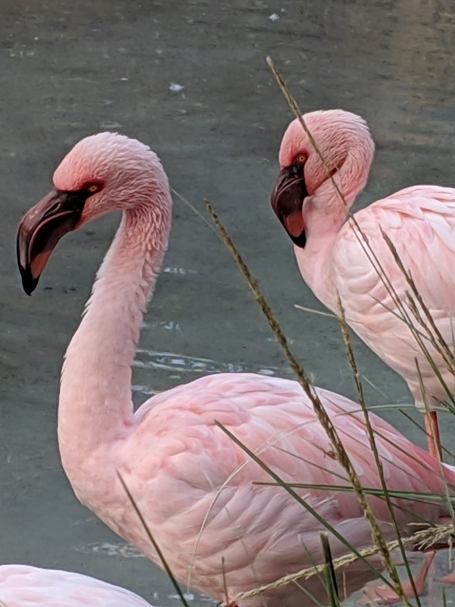 Lessers Amanda Zalewski