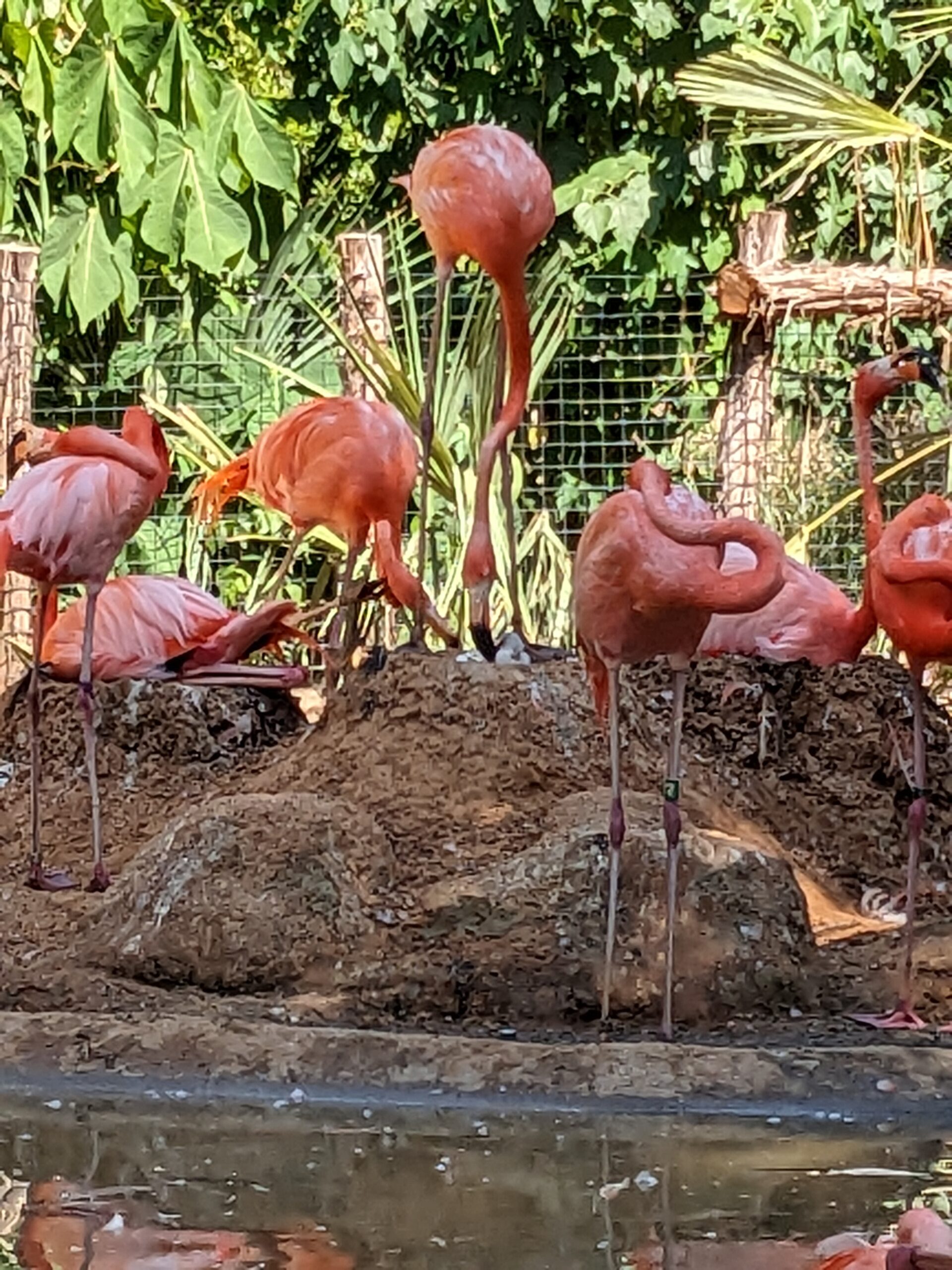 Caribbean Amanda Zalewski