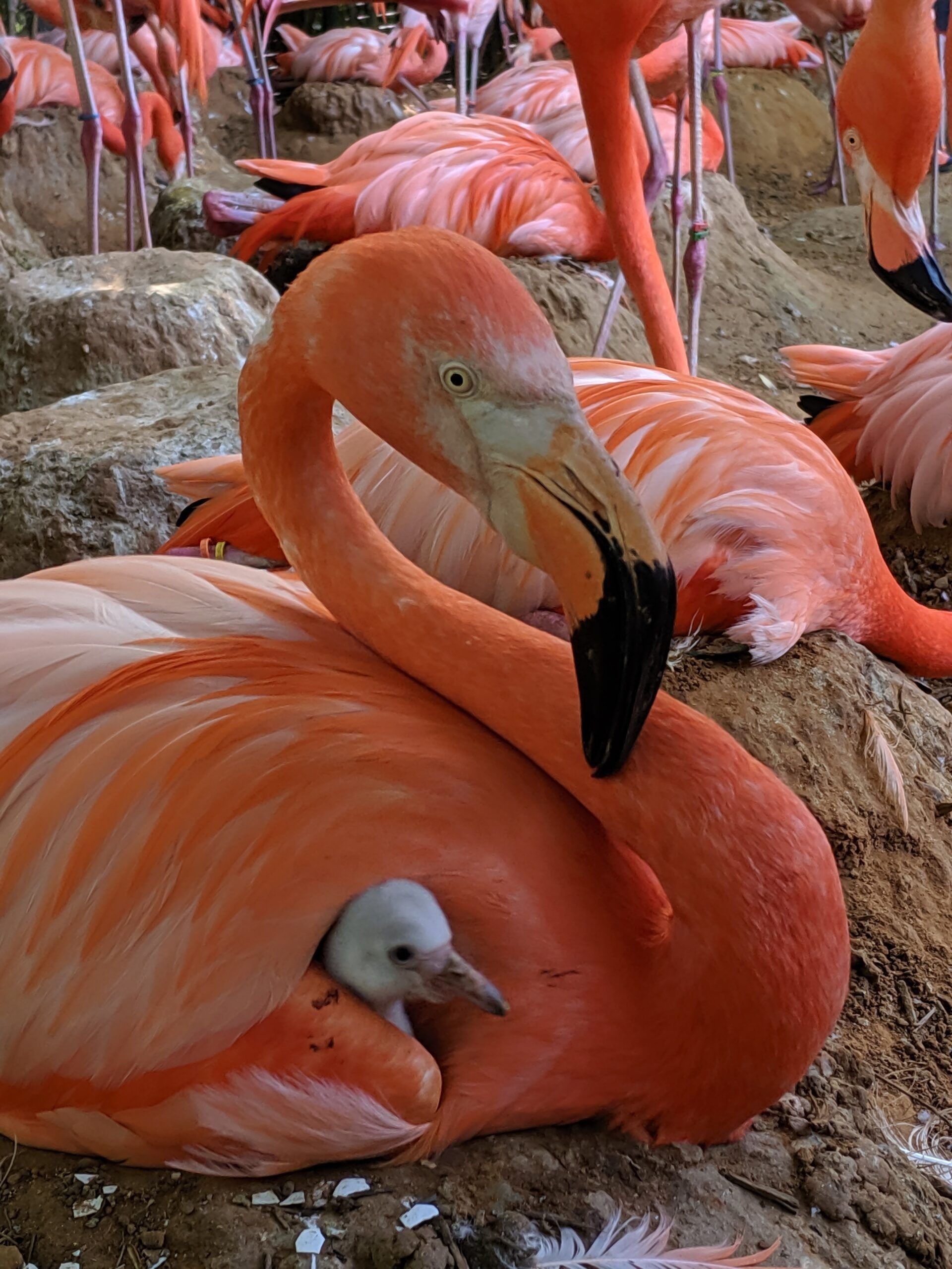 Caribbean Amanda Zalewski