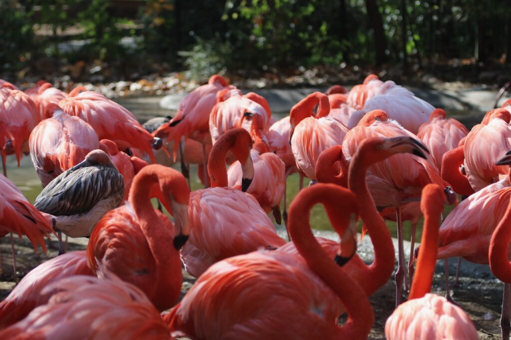 Caribbean mixed flock Anissa Camp
