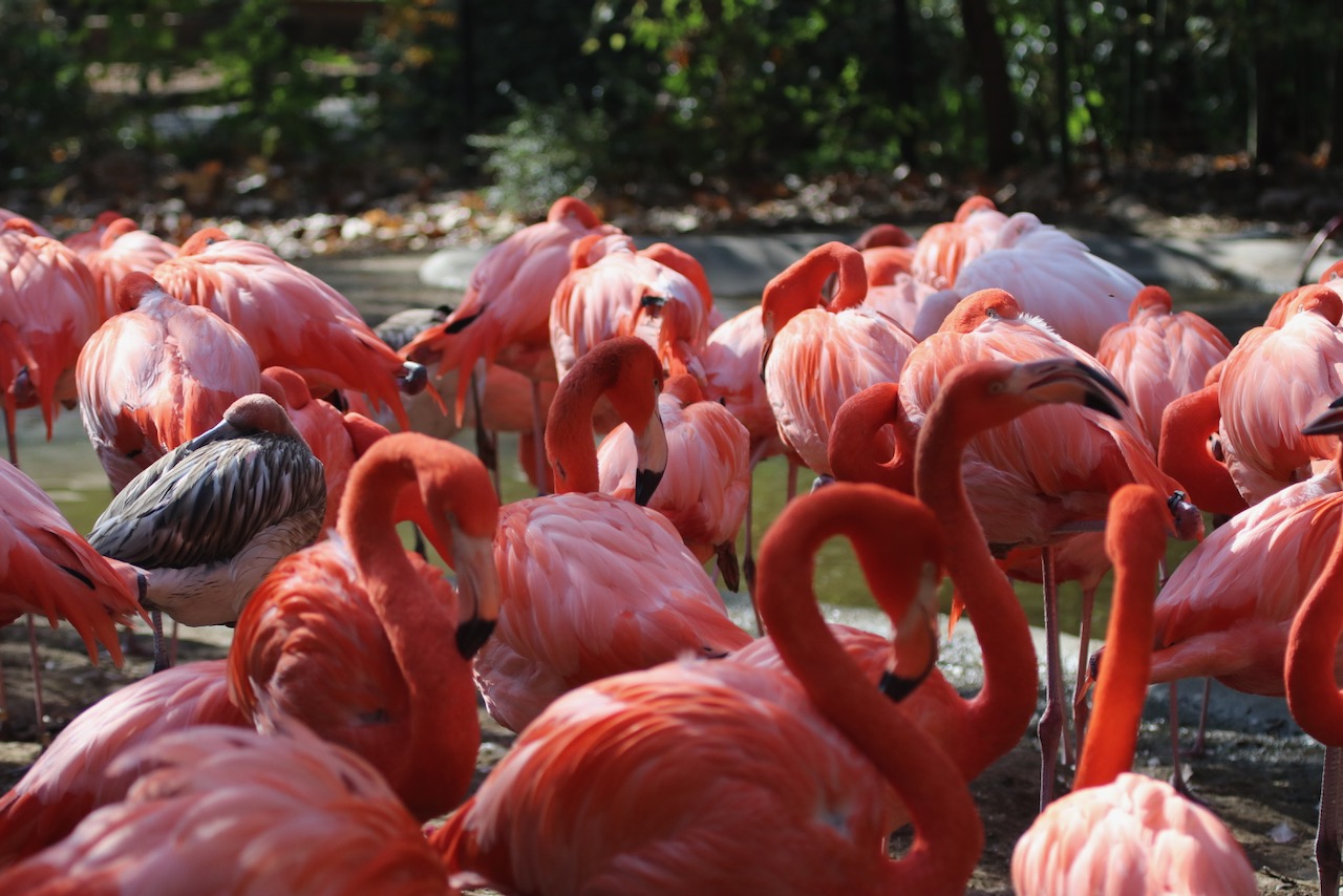 Caribbean mixed flock Anissa Camp