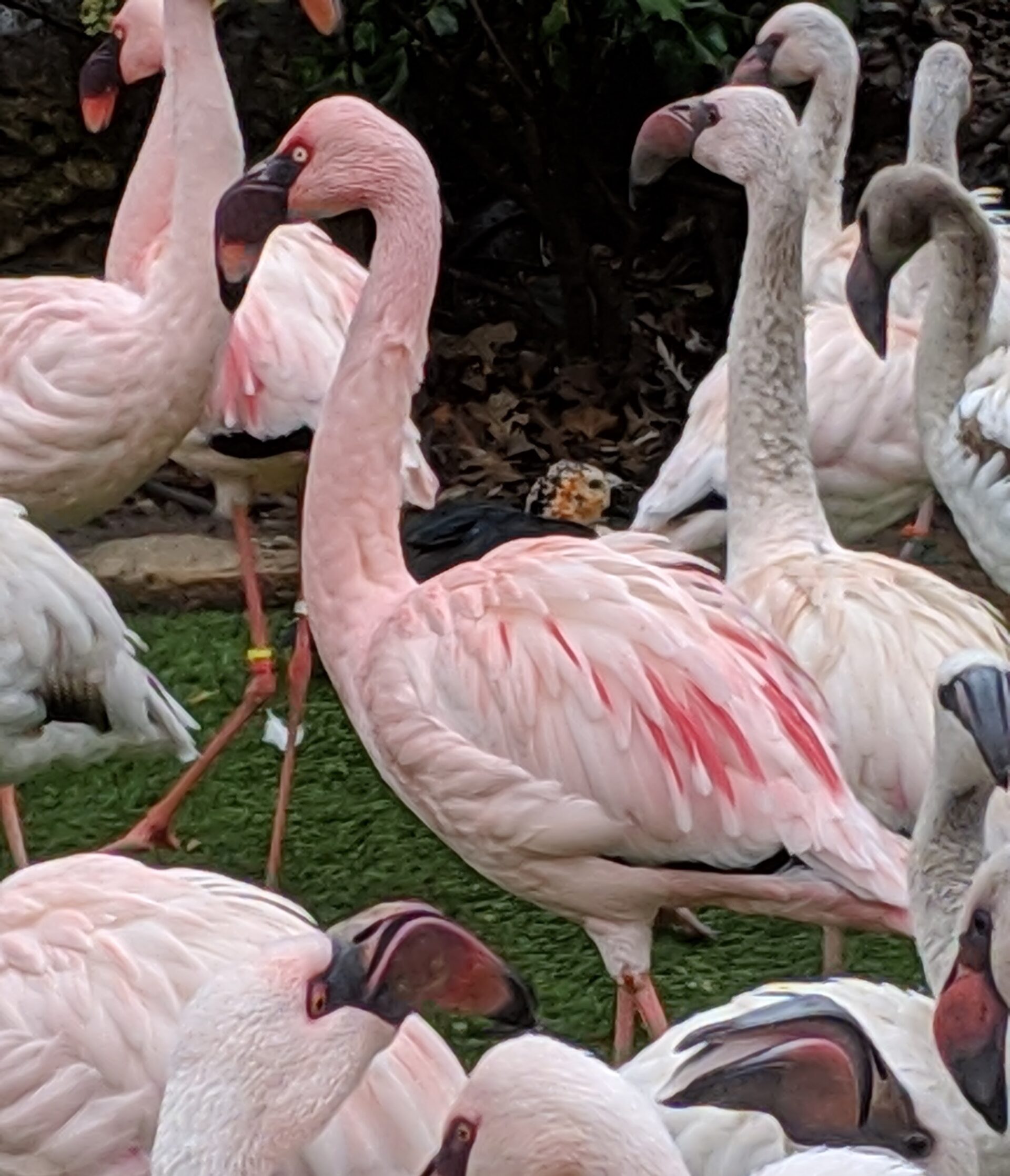 Lessers Amanda Zalewski