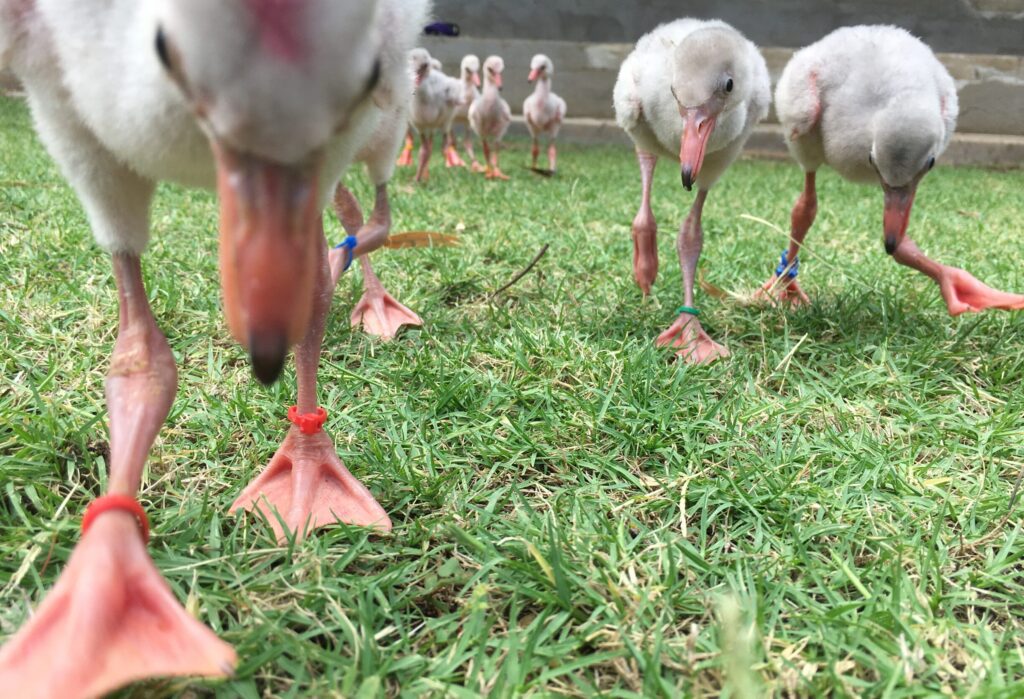 Lesser Chicks Fort Worth Zoo