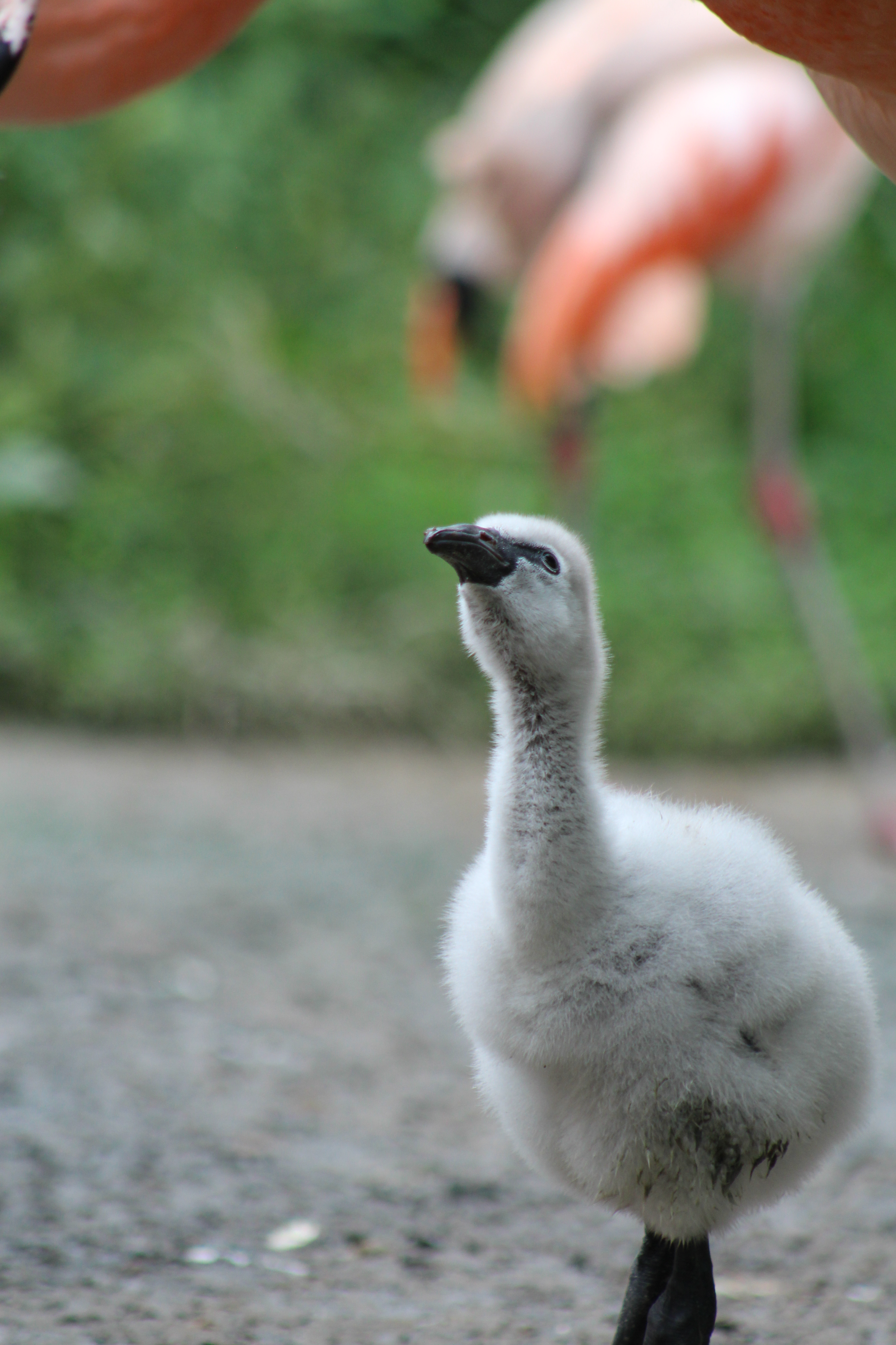 Chilean chick Kaylee Baldwin Blank Park