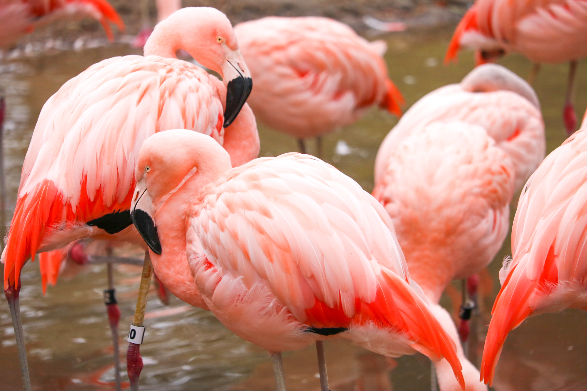 Chilean Flamingos_Mikayla Dehnke_Blank Park Zoo