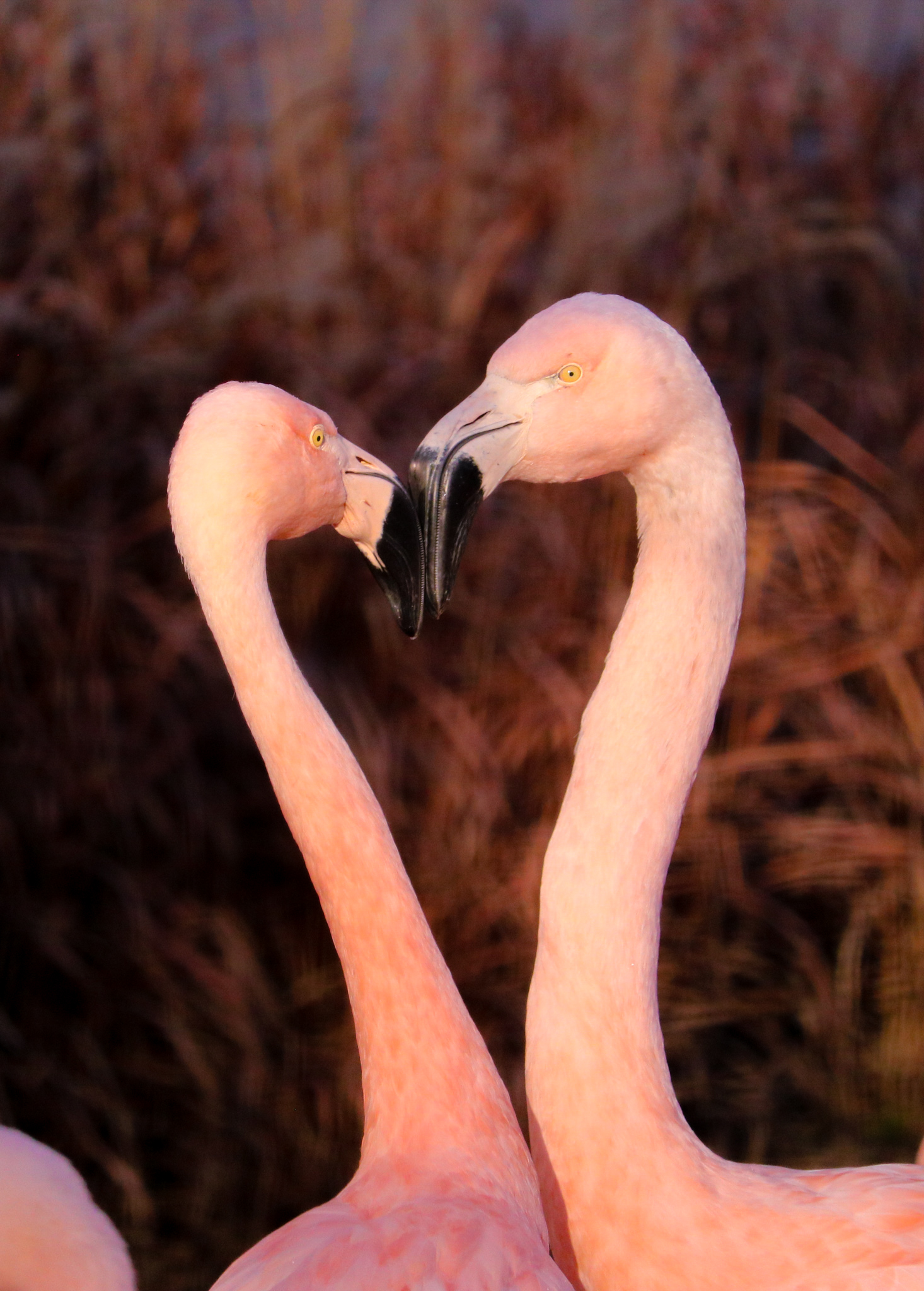 More Chilean Flamingos_Mikayla Dehnke_Blank Park Zoo