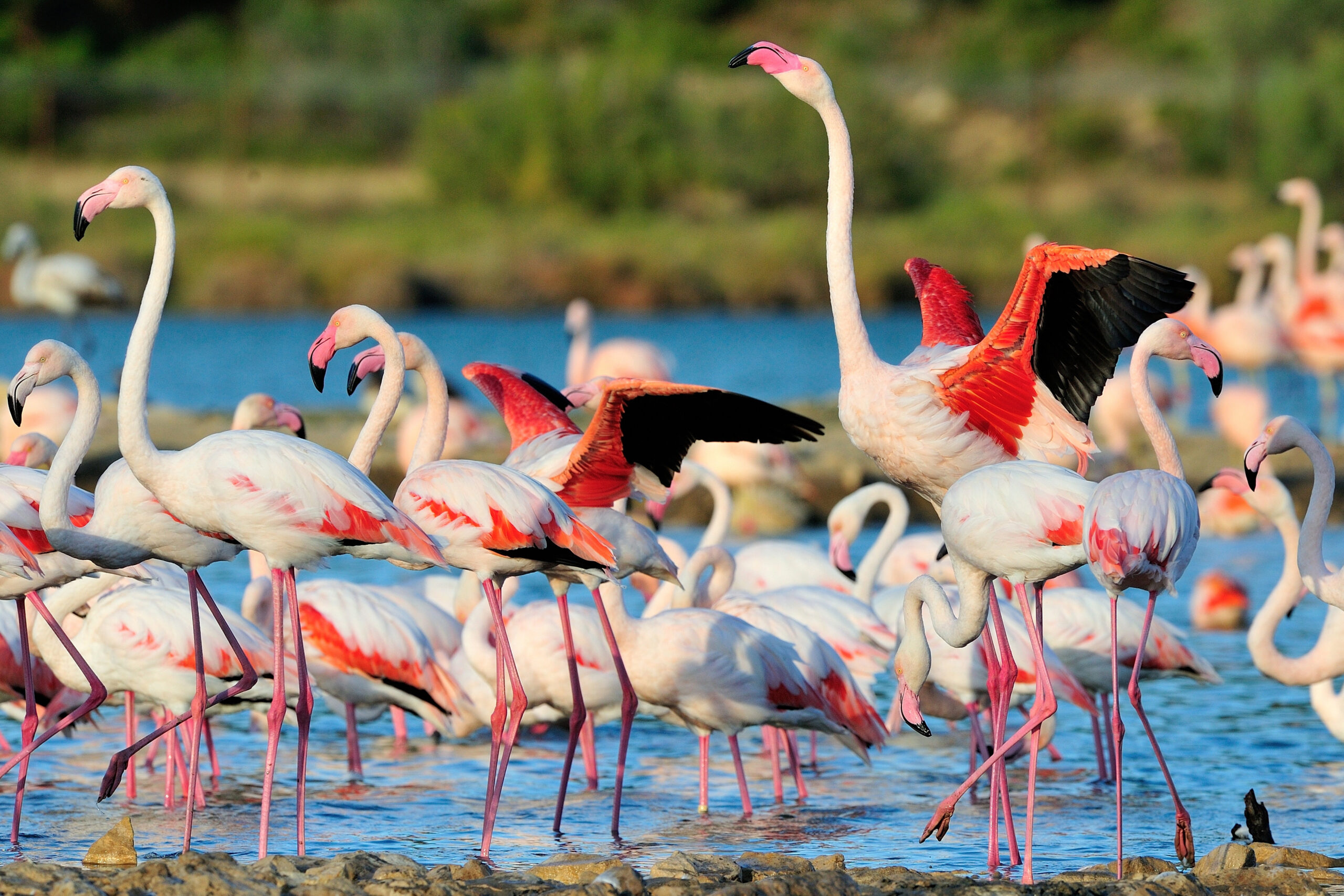 Greater Flamingos in France photo by Antoine Joris