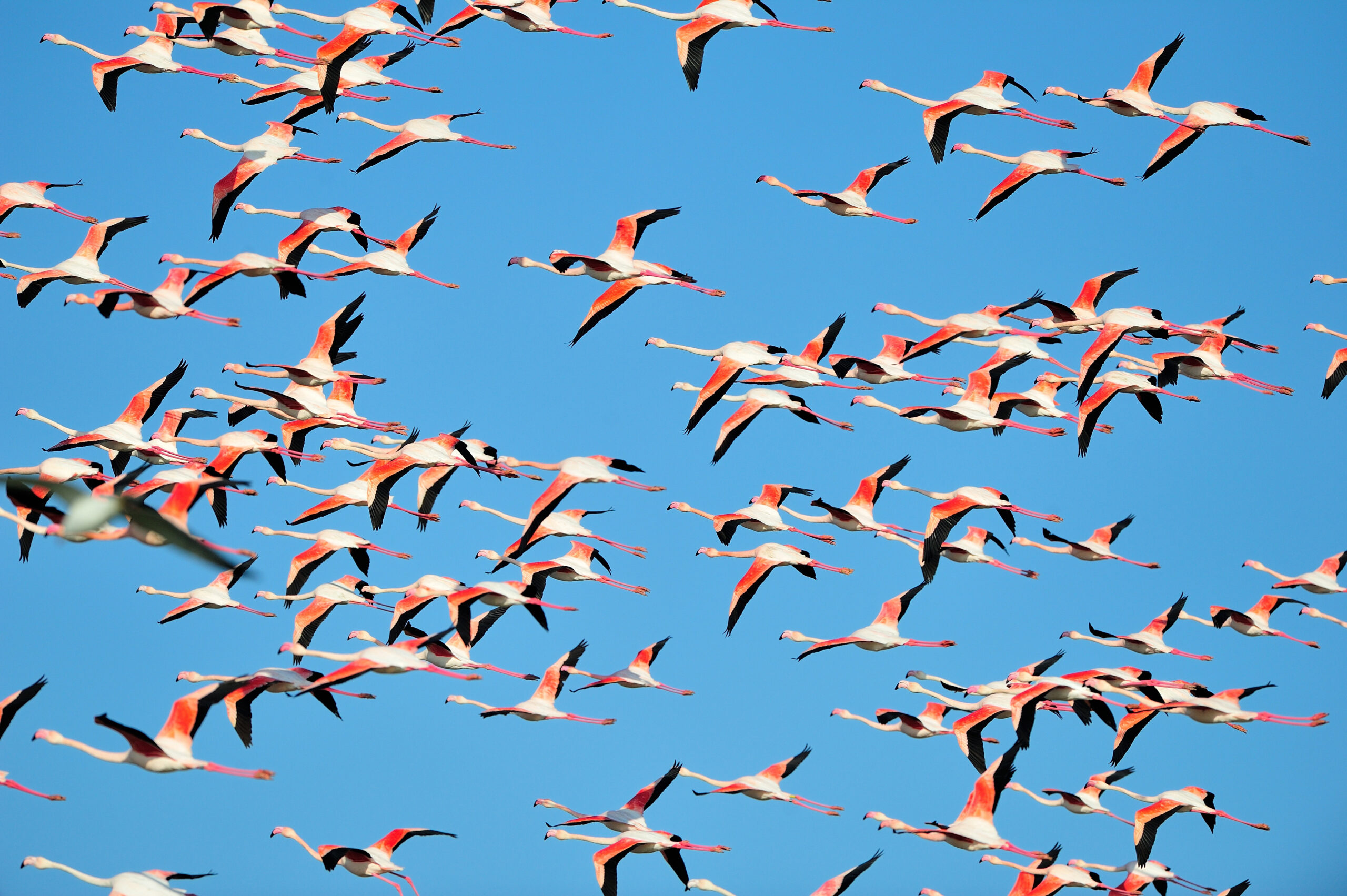 Flying greater flamingos in France photo by Antoine Joris