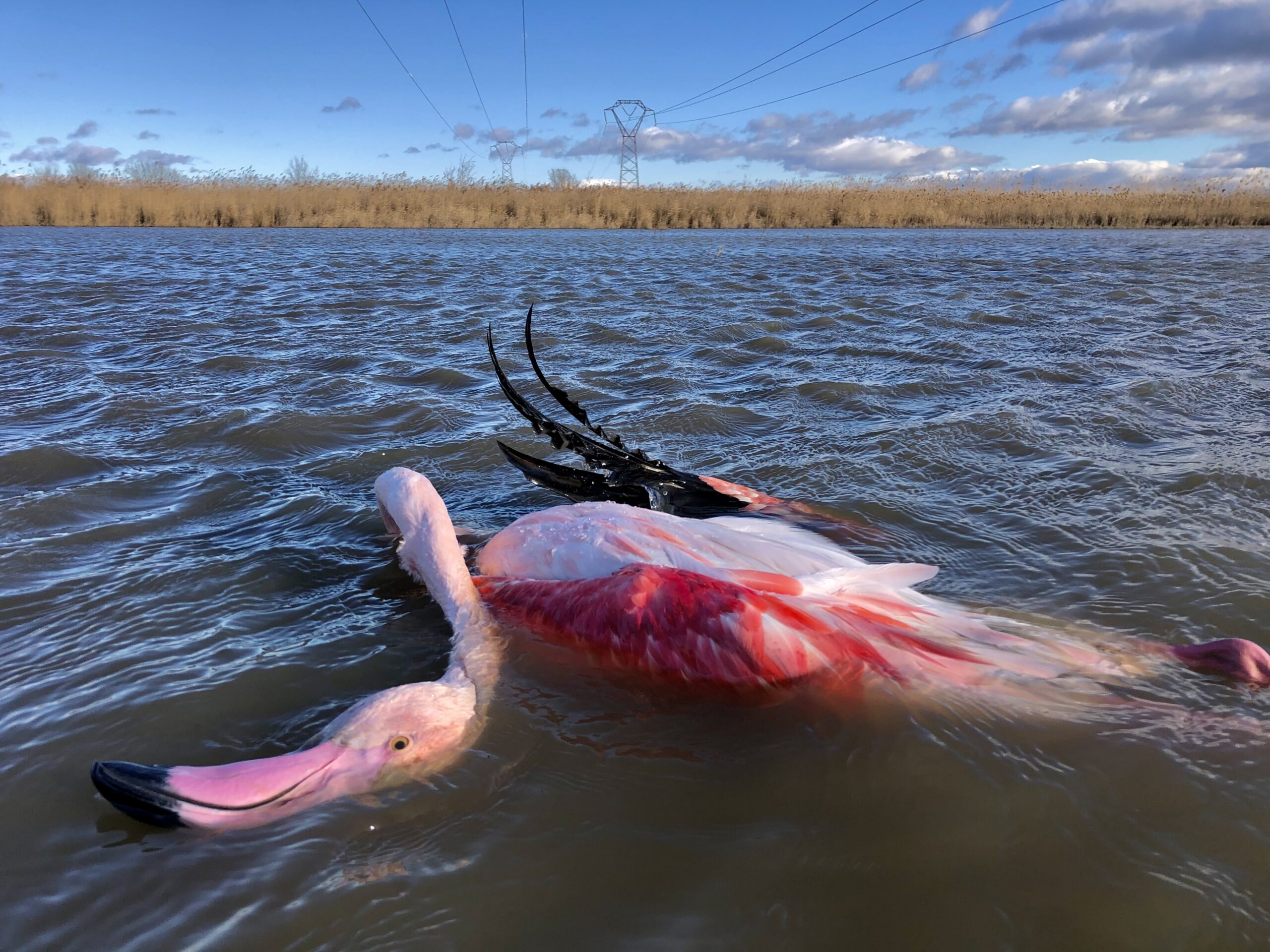 Deceased Greater Flamingo France Antoine Joris