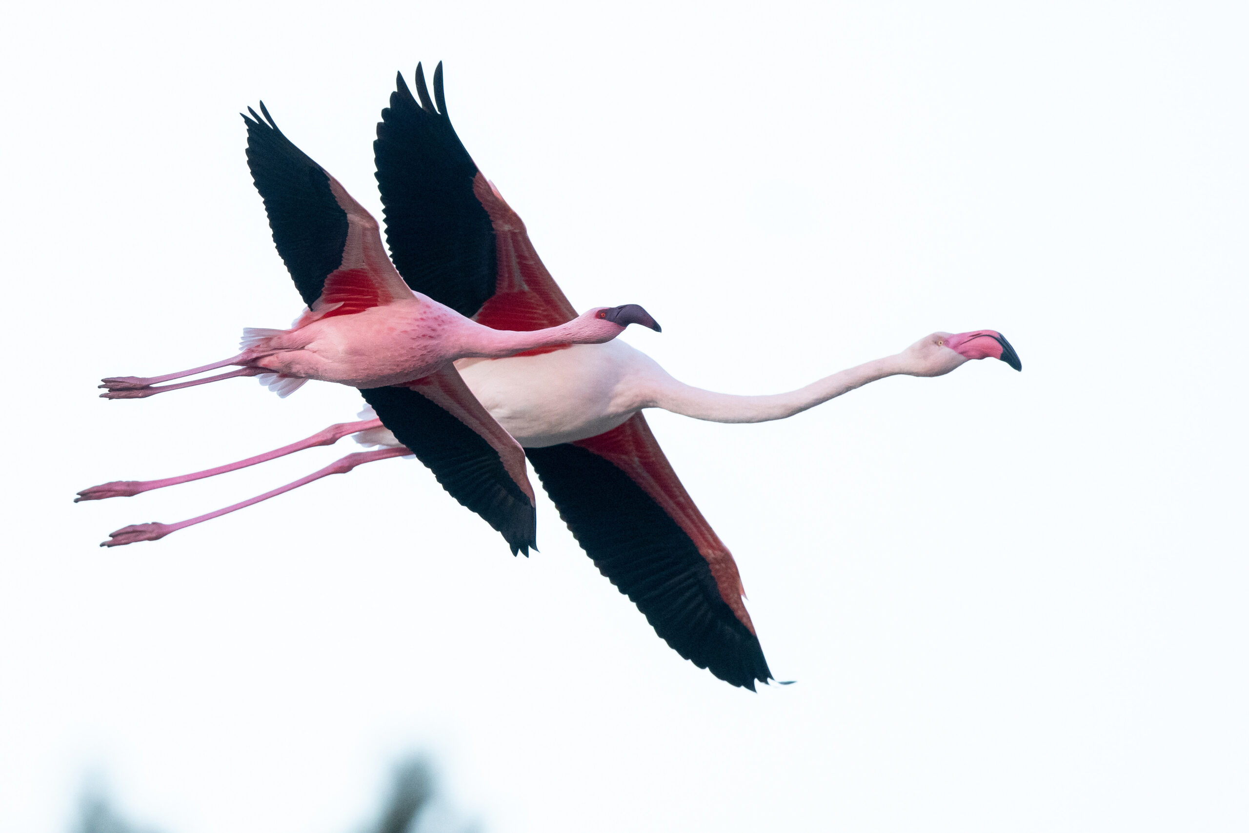 Flying Greater and Lesser Flamingo France Antoine Joris