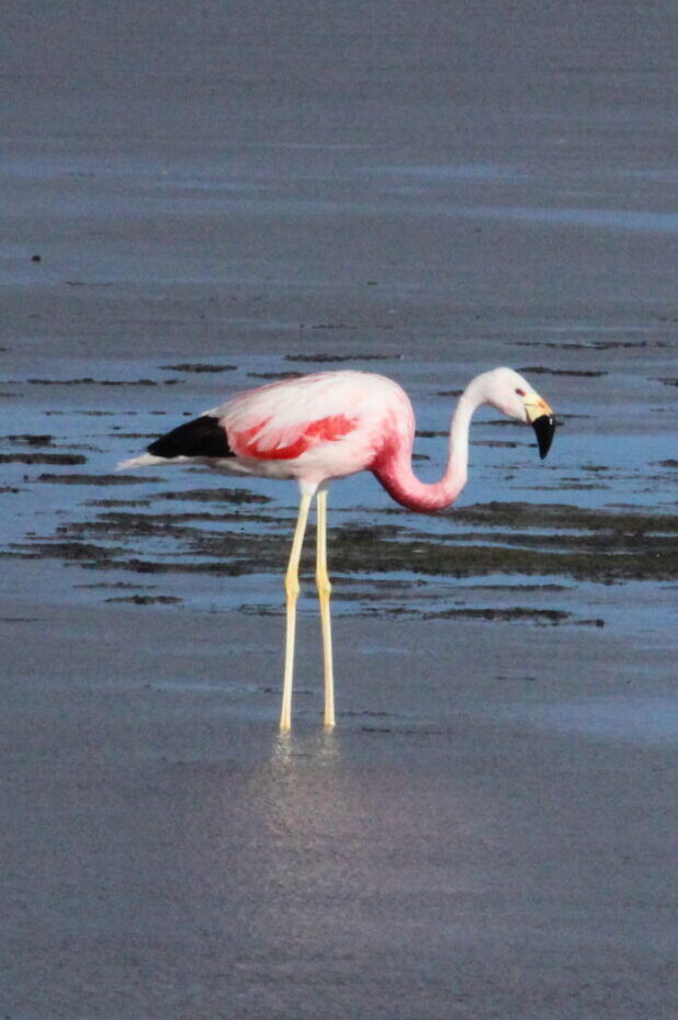 Bolivian Andean Flamingo Dr John Griffioen