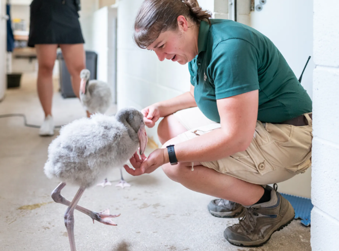 Amanda Zalewski Fort Worth Zoo Chilean