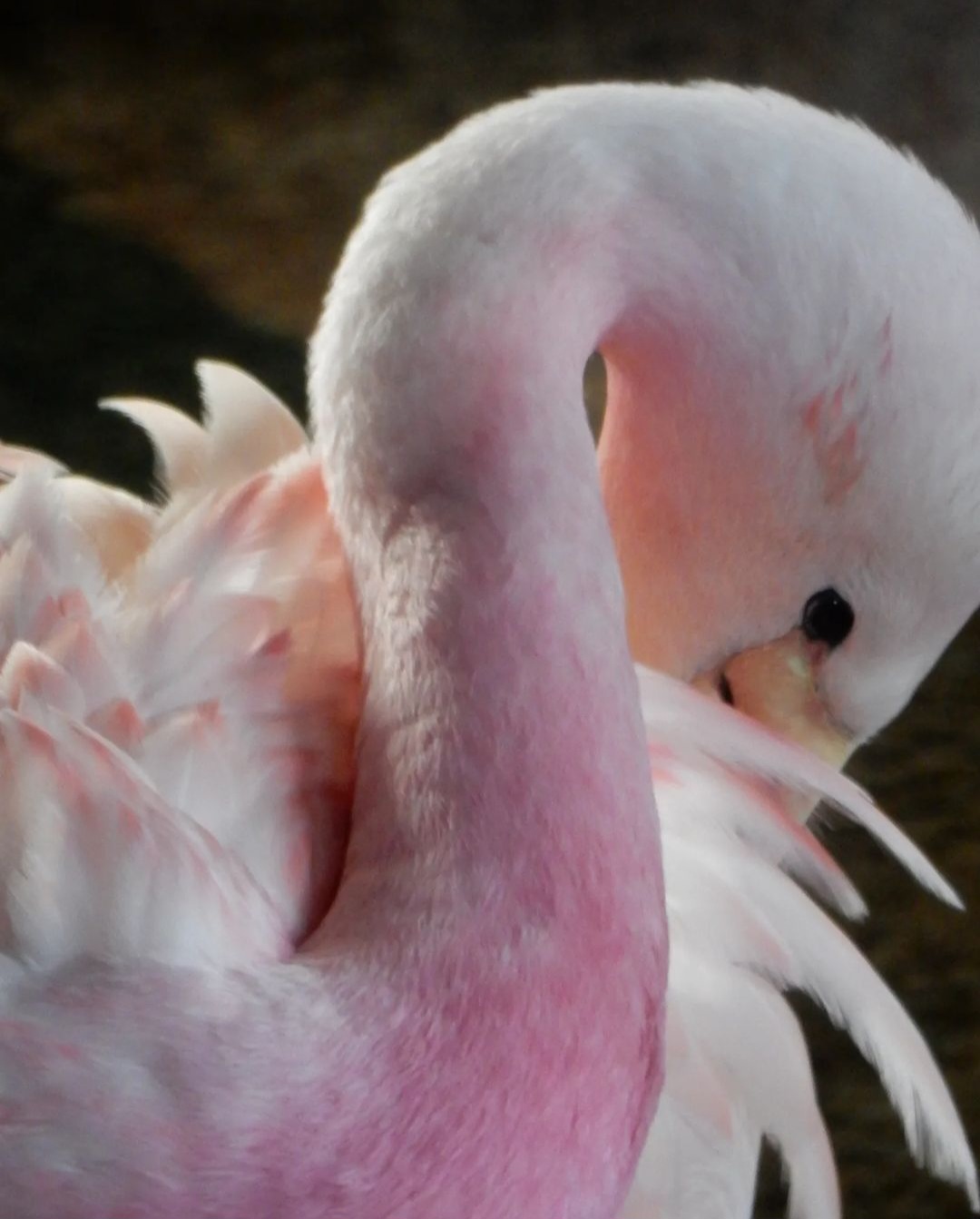 Andean Flamingo Scott Oxton