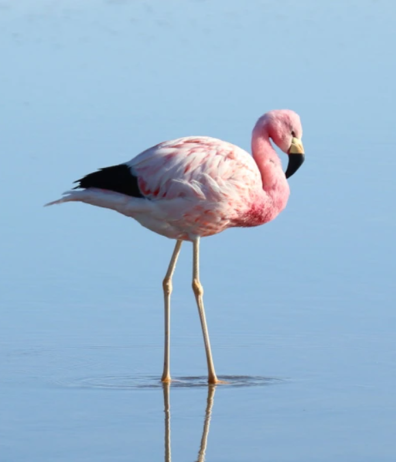 Andean flamingo Chile Christian Staunton