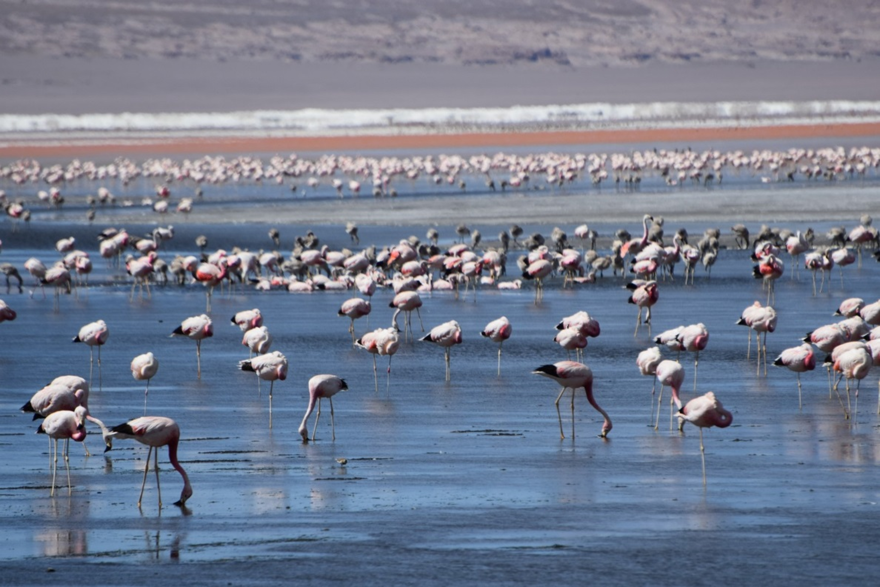 Andean flock on water Bolivia Brad Hazelton