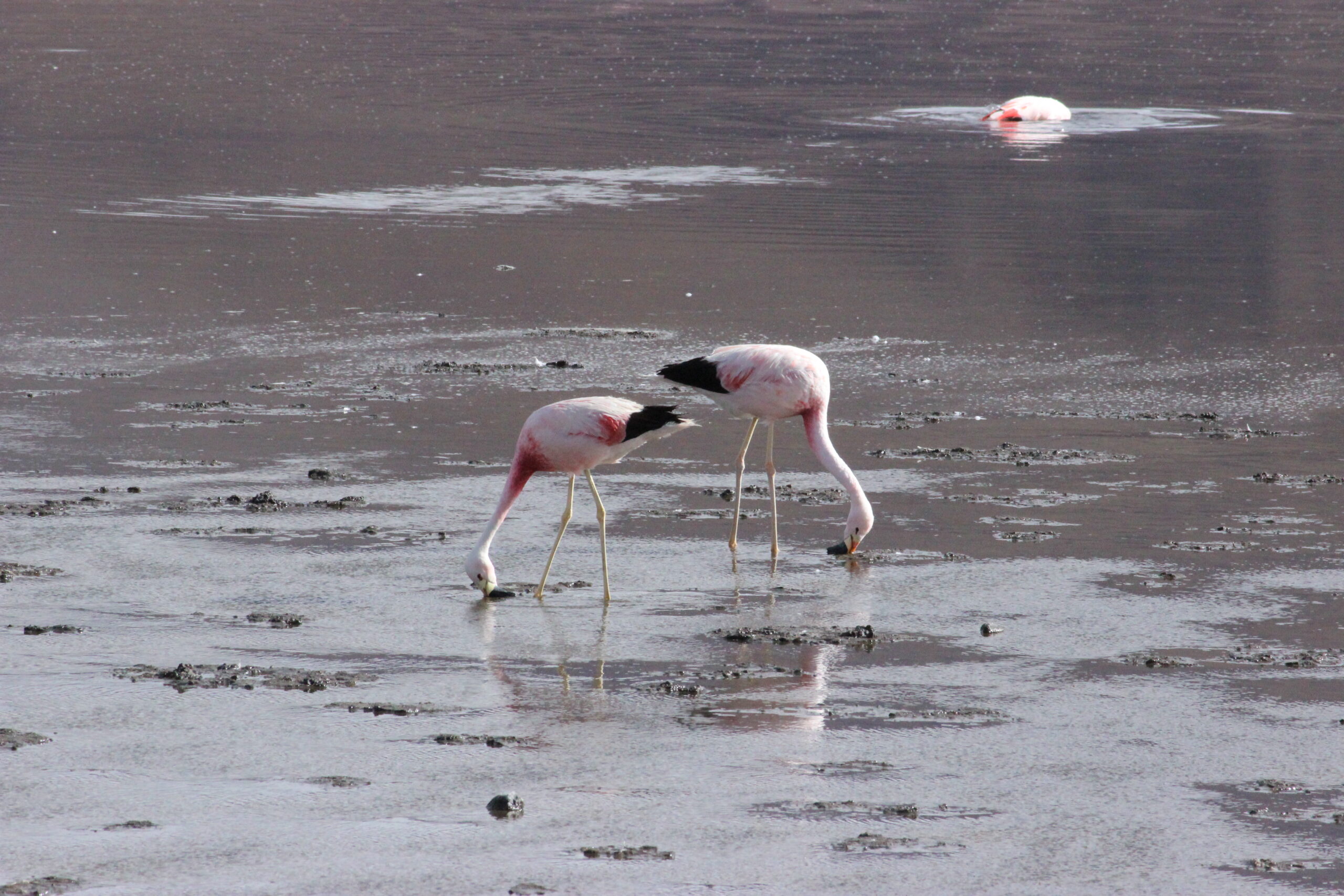 Andeans Bolivia Dr John Griffioen