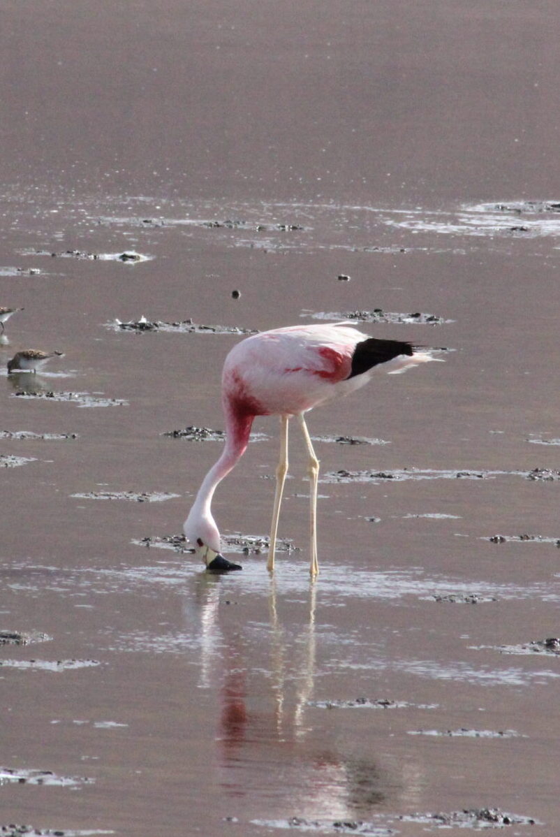 Bolivian Andean 2 Flamingo Dr John Griffioen