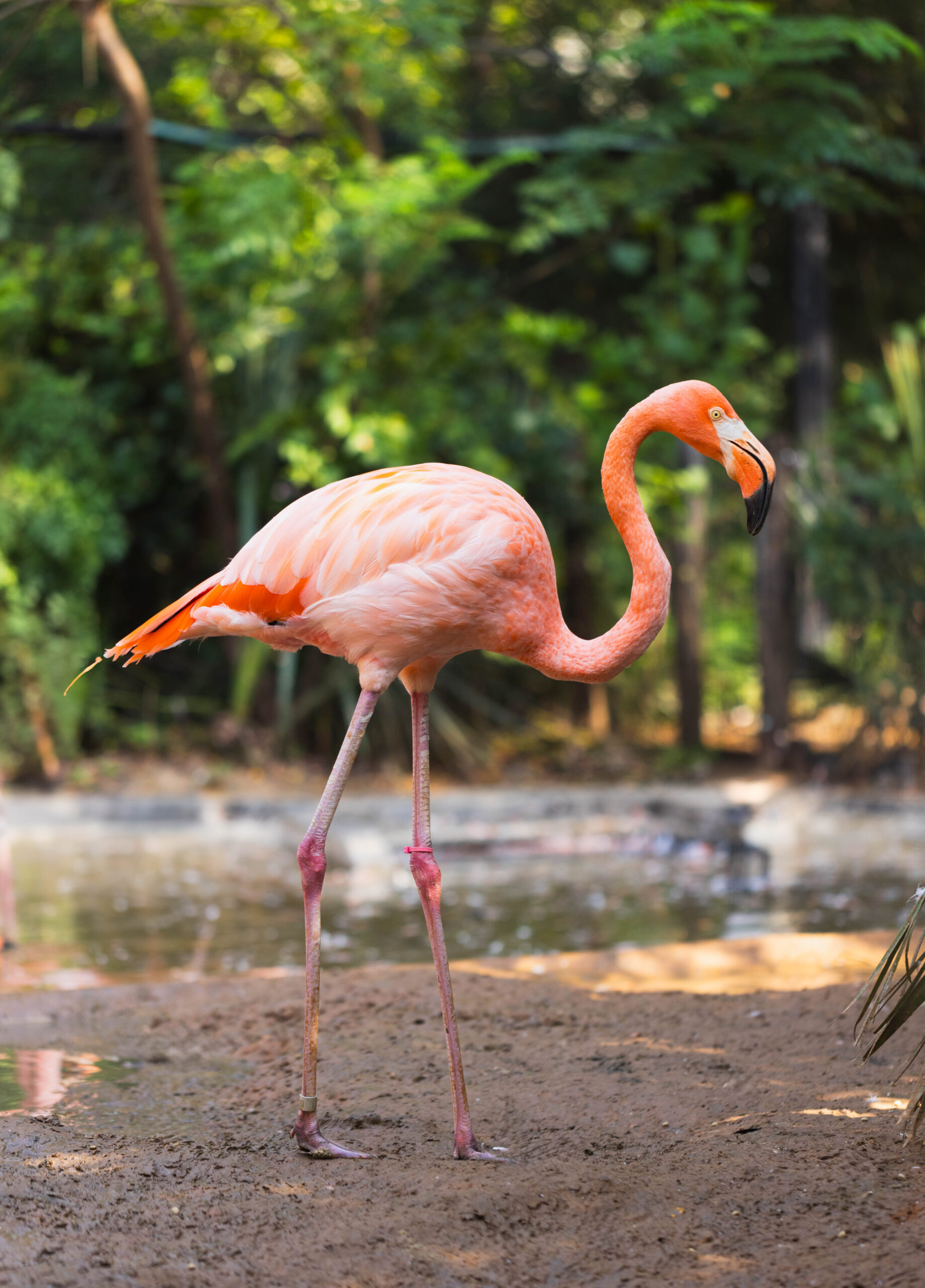 Caribbean Neil Jones