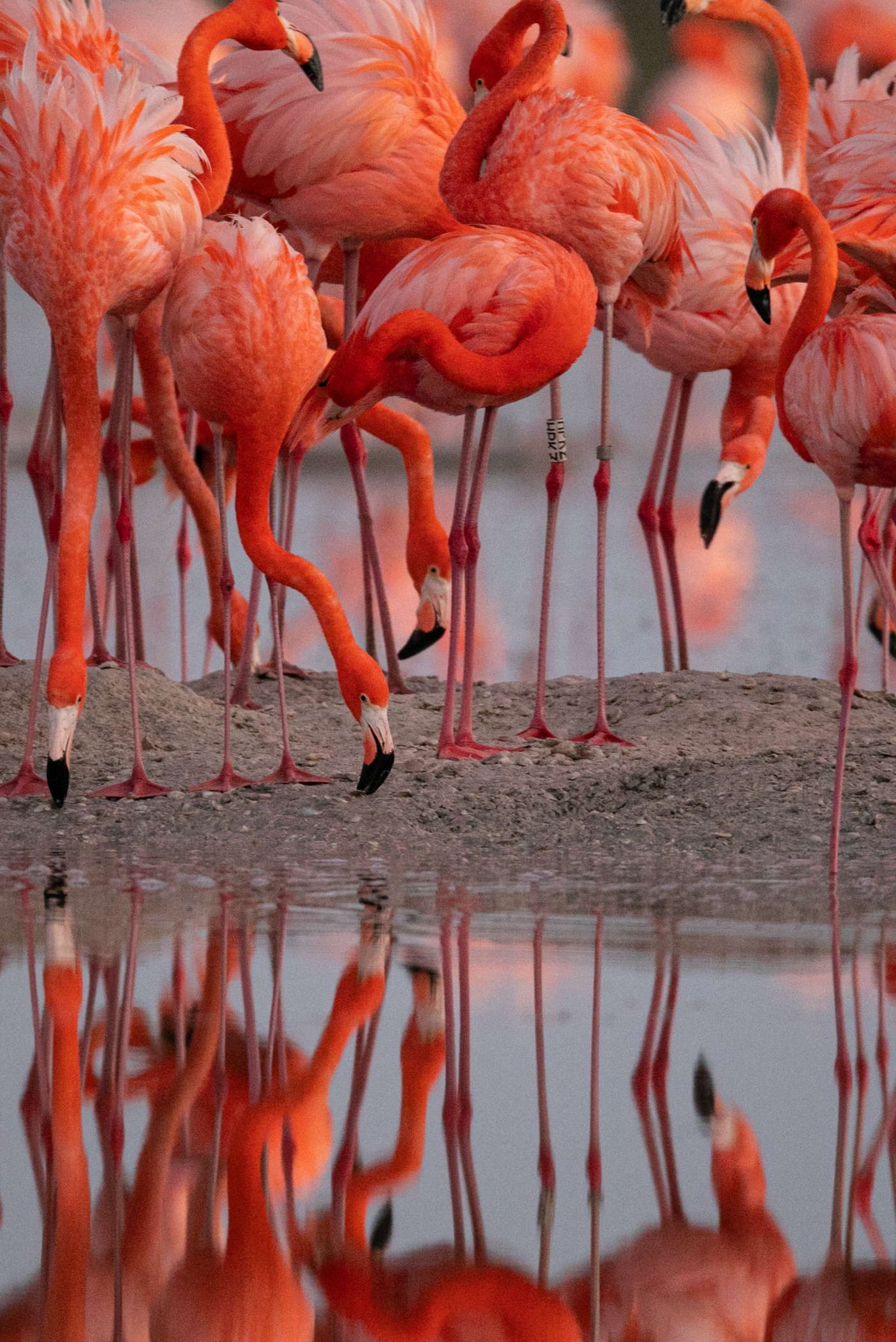 Caribbeans 2 by Alexander Dzib Yucatan