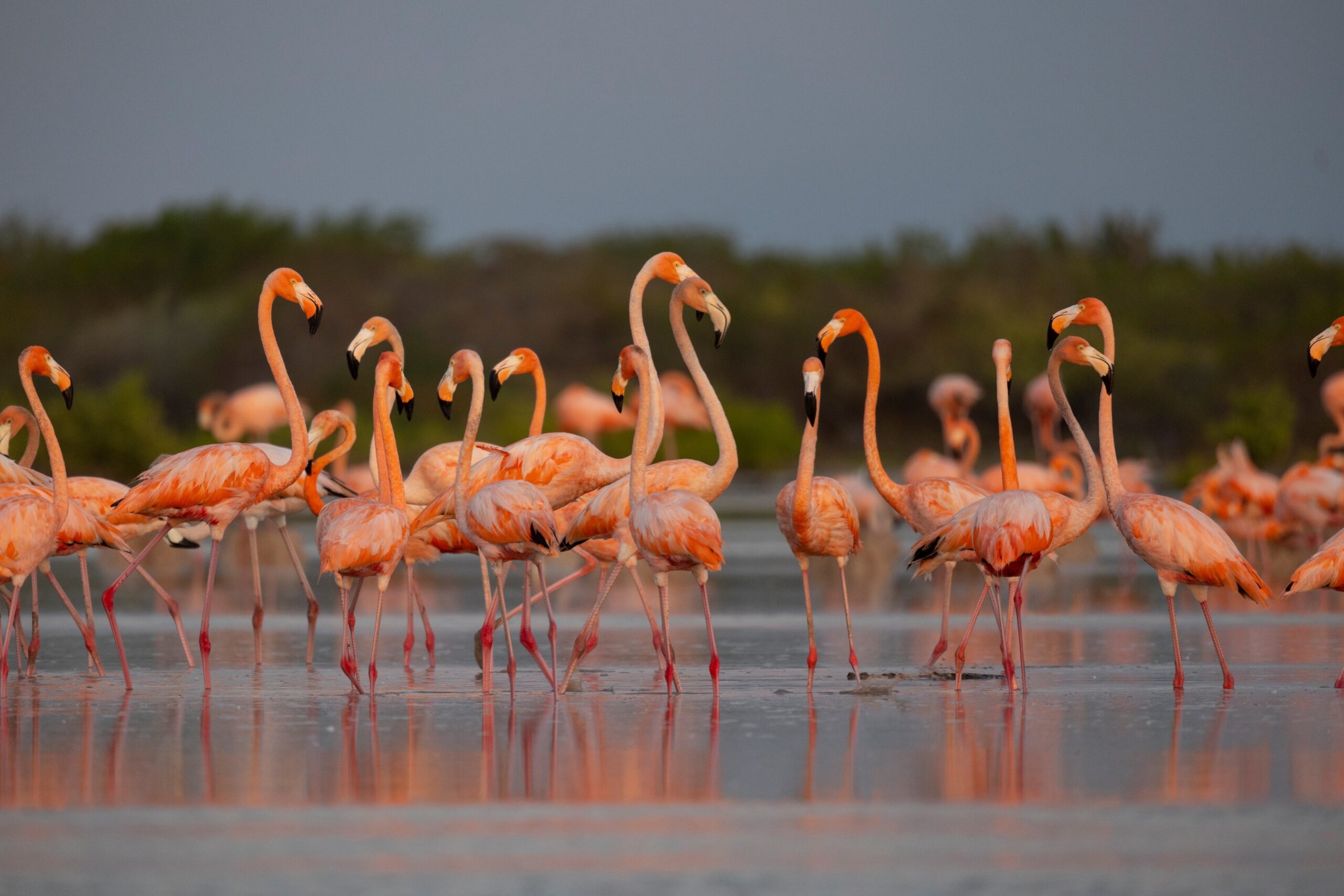 Caribbeans 3 by Alexander Dzib Yucatan