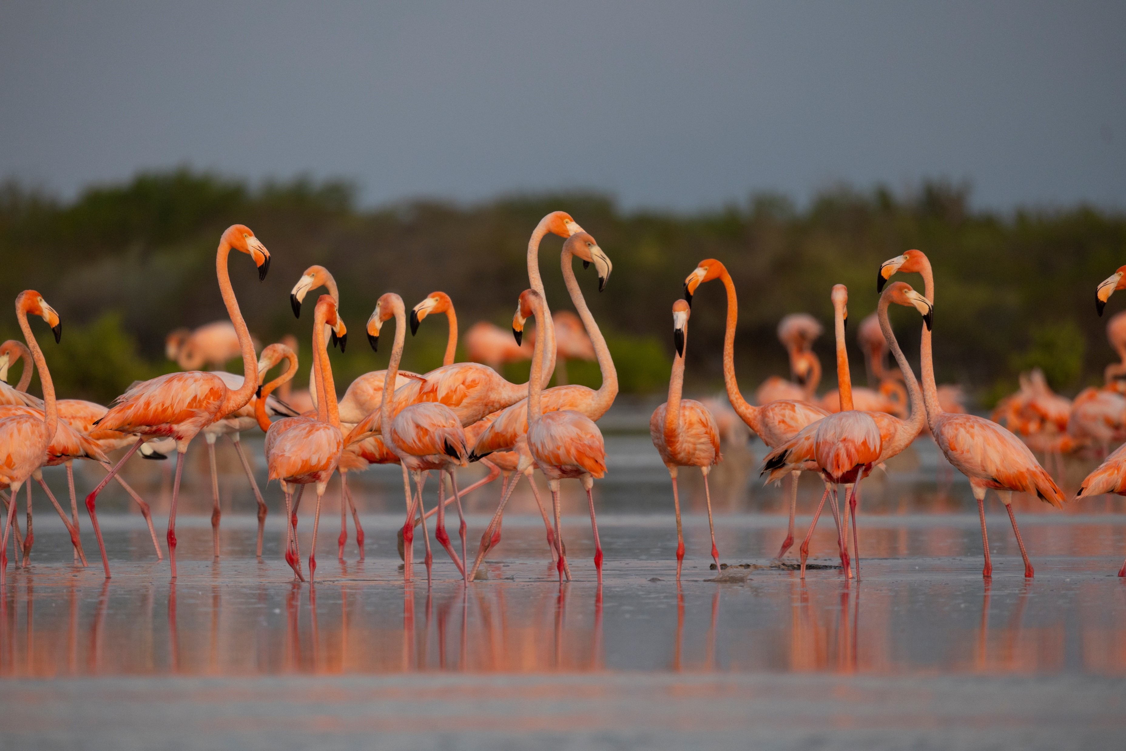 Caribbeans 3 by Alexander Dzib Yucatan