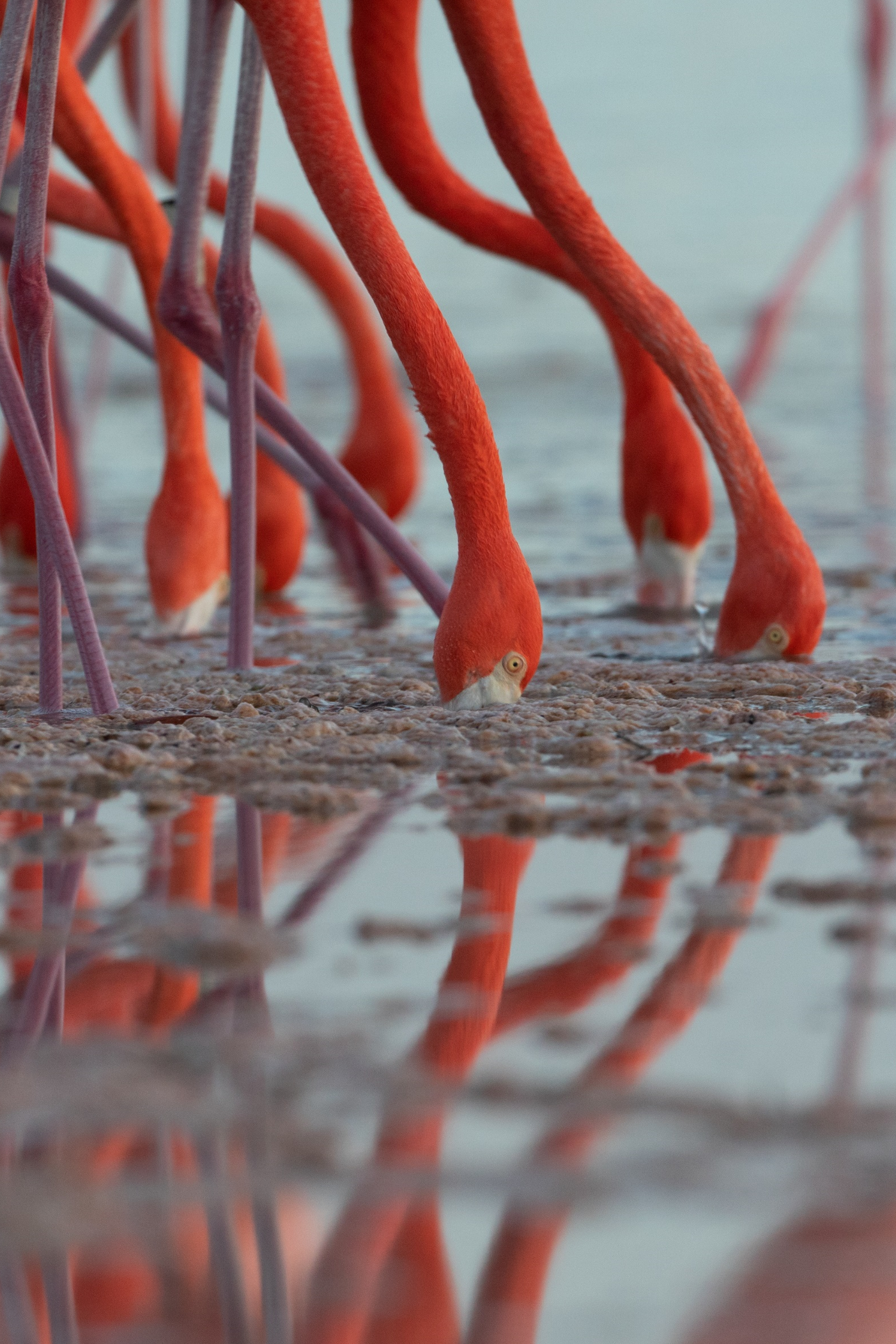 Caribbeans Feeding by Alexander Dzib Yucatan
