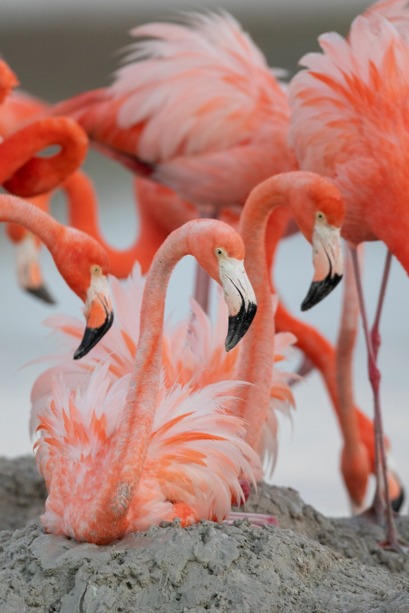 Caribbeans Nesting by Alexander Dzib Yucatan
