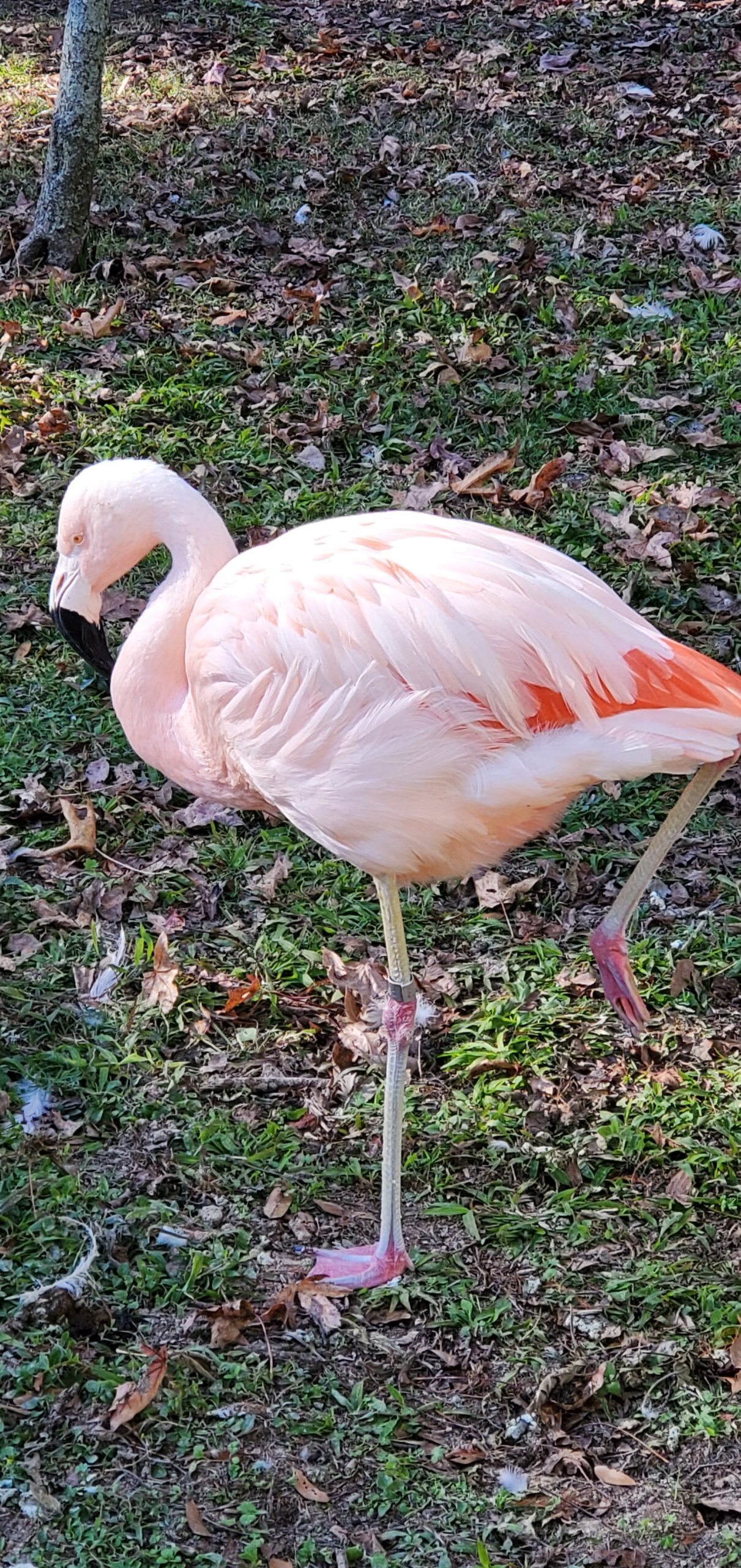 Chilean Flamingo Danyale Nopper