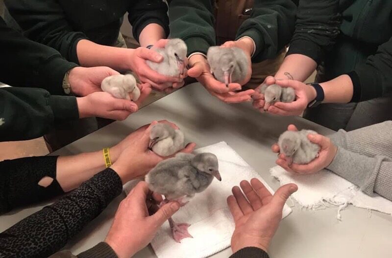 Fort Worth Zoo Lessers