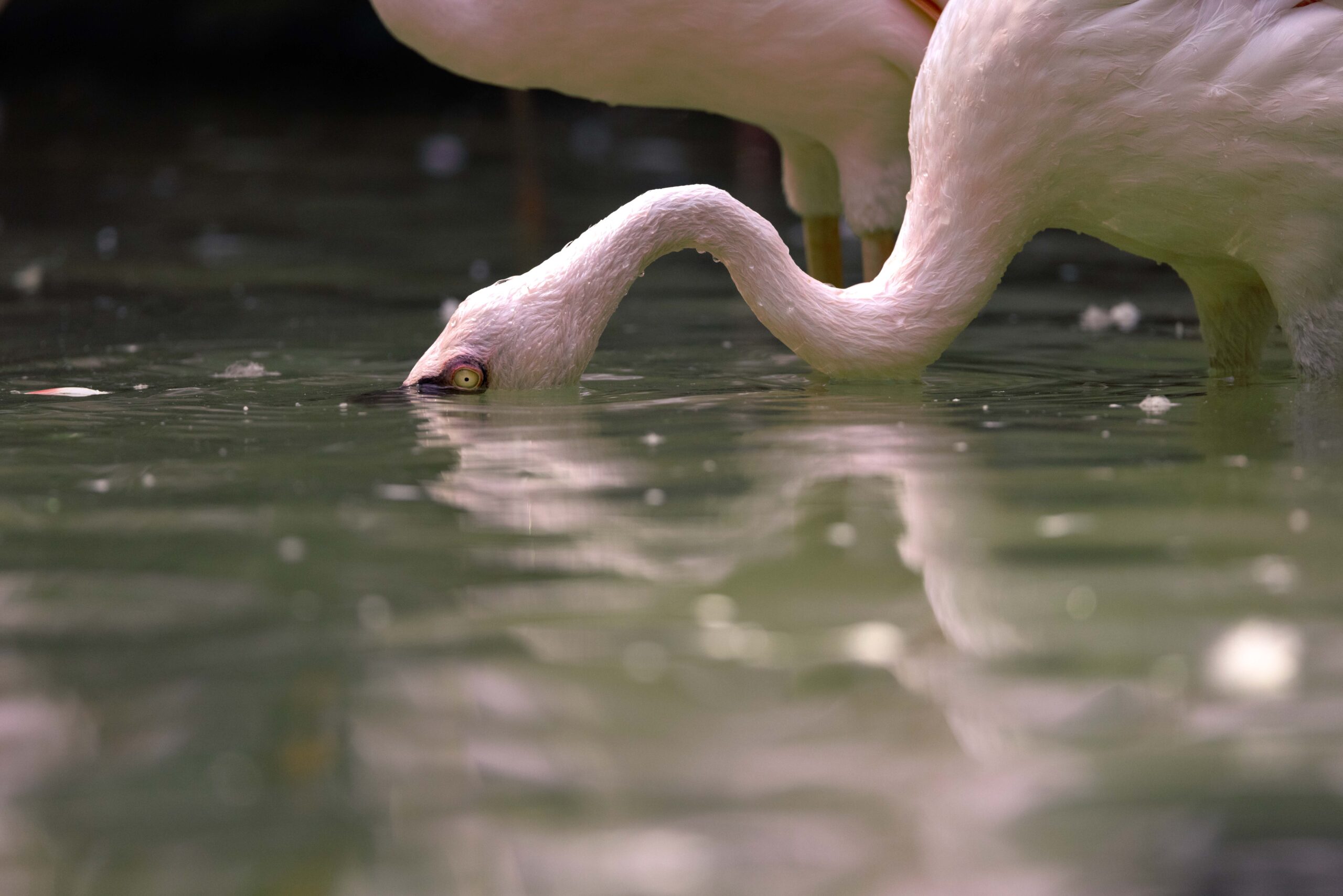 Neil Jones FWZoo Lesser Flamingo
