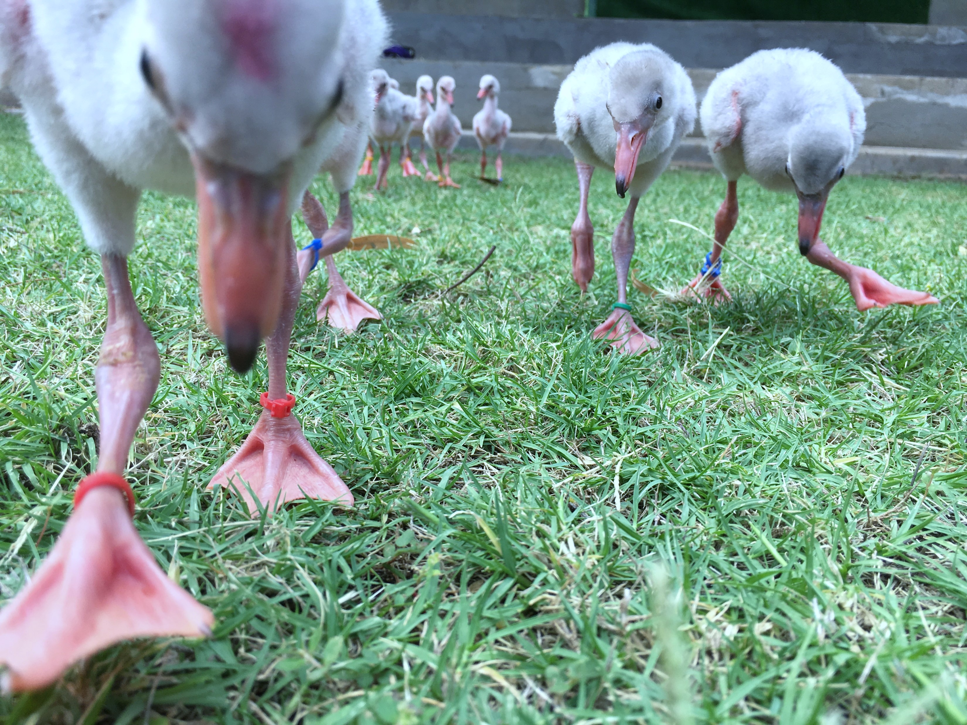 zoo Lesser Chicks up close-Shelly Collinsworth