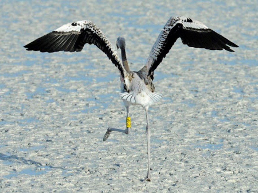 Inagua chick banding-Richard Dunn