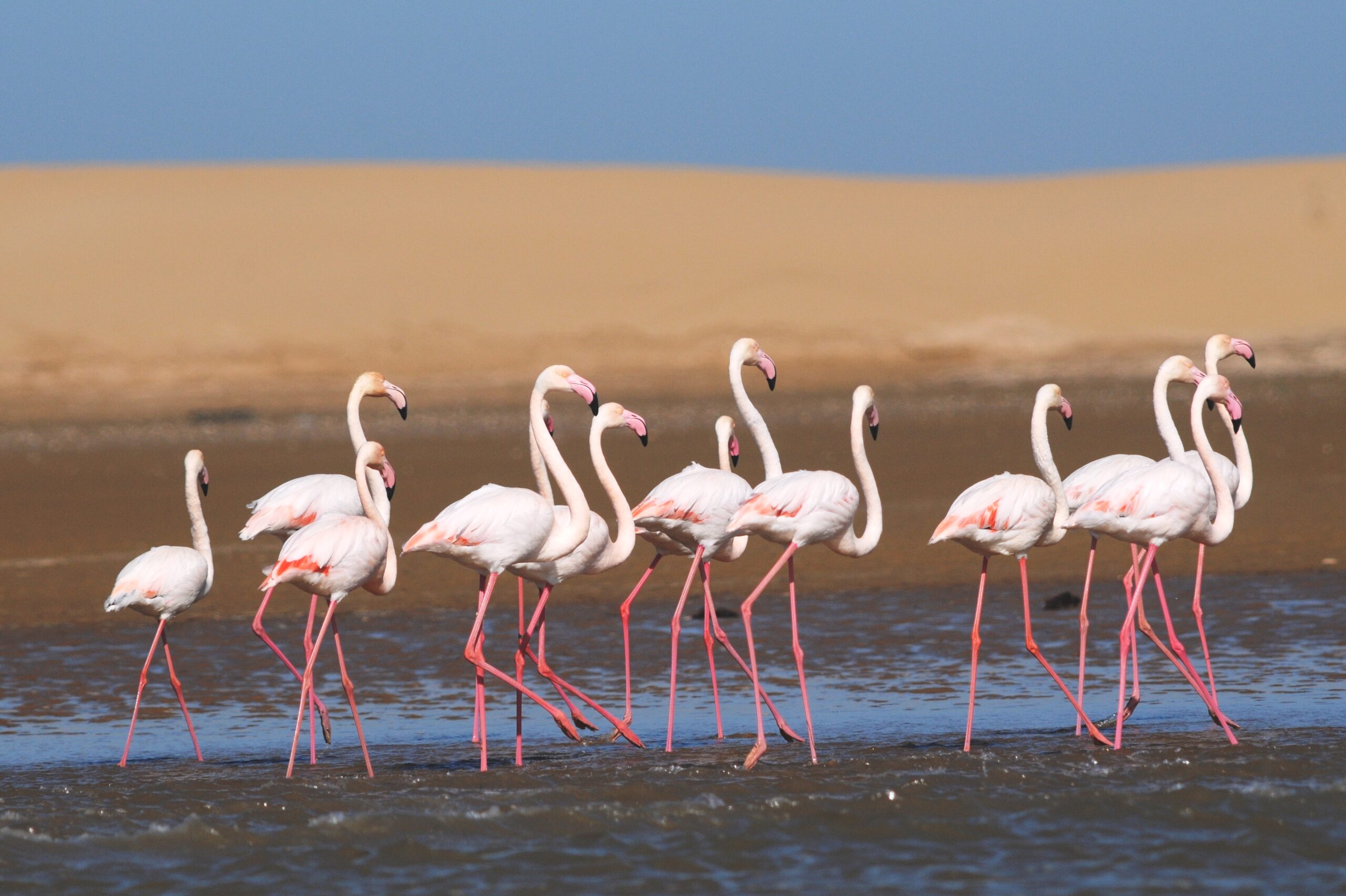 Flamant rose Maroc Radi Mohamed